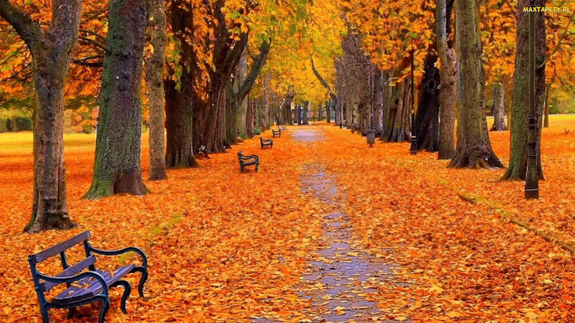 Jesień, Ławki, Aleja, Park