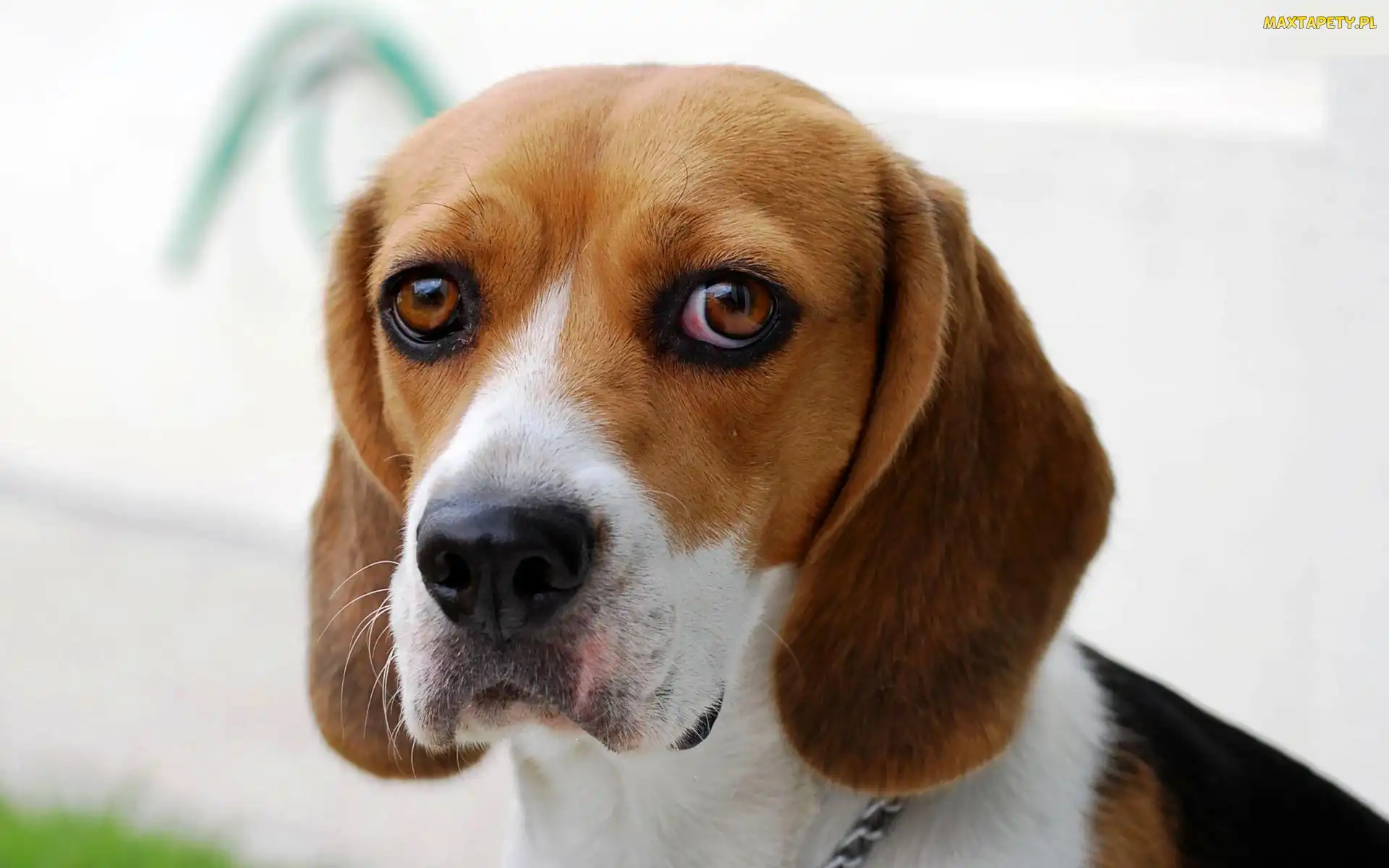 Beagle, Mordka, Smutna