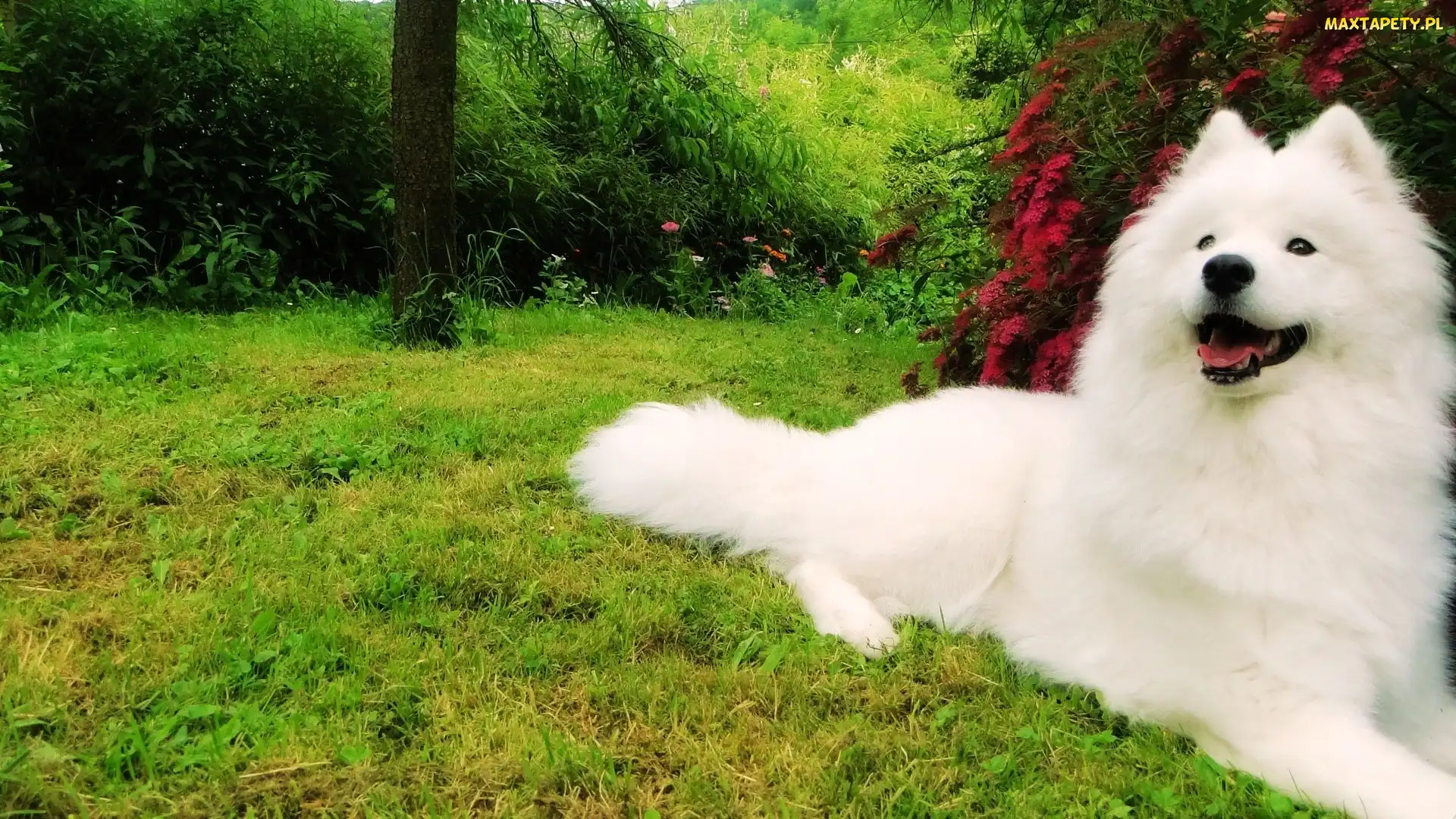 Ogród, Samojed