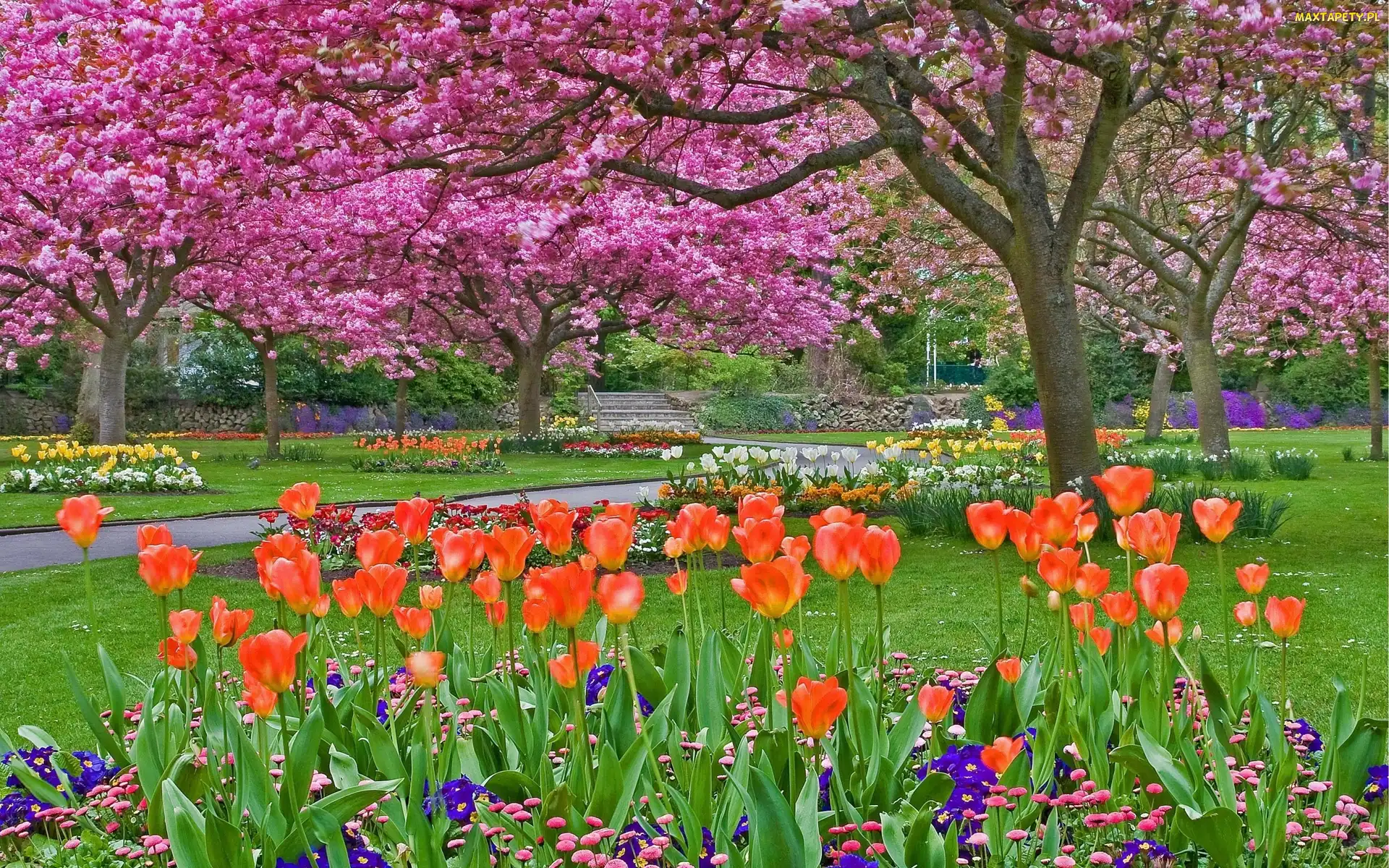 Tulipany, Klomby, Alejki, Wiosna, Drzewa, Park, Kwitnące