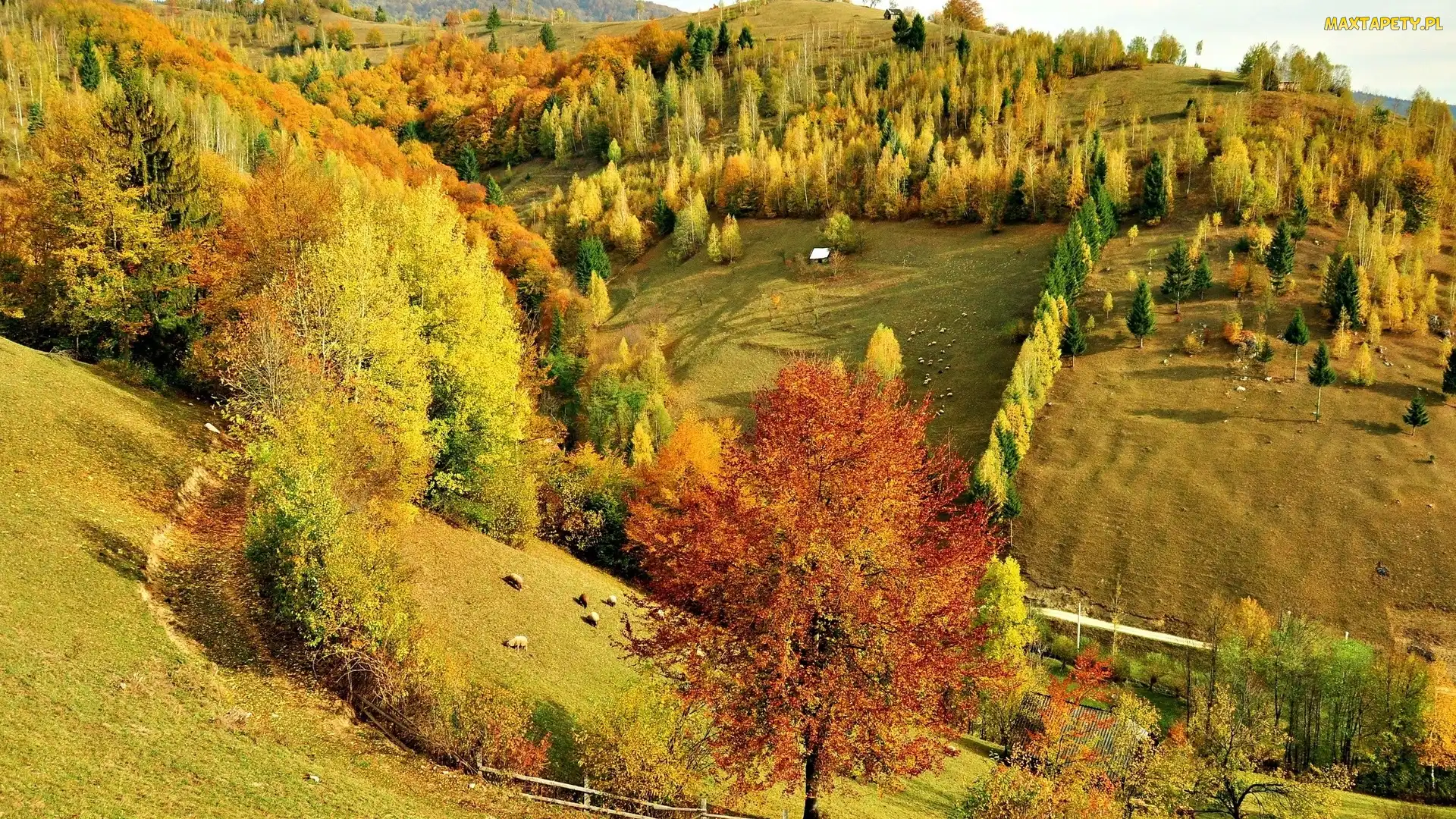 Wzgórze, Lasy, Jesień