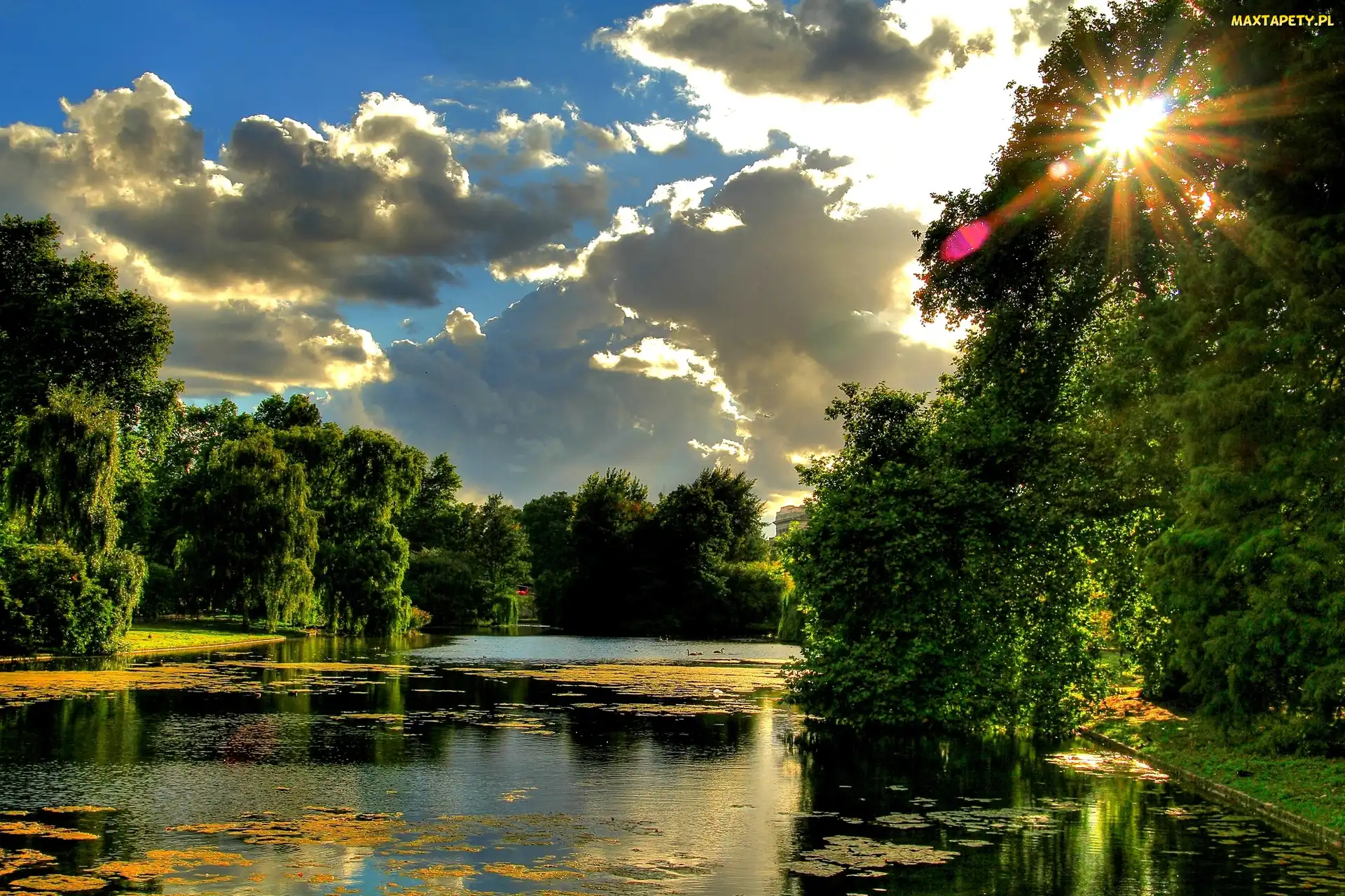 Staw, Słońca, Park, Promienie