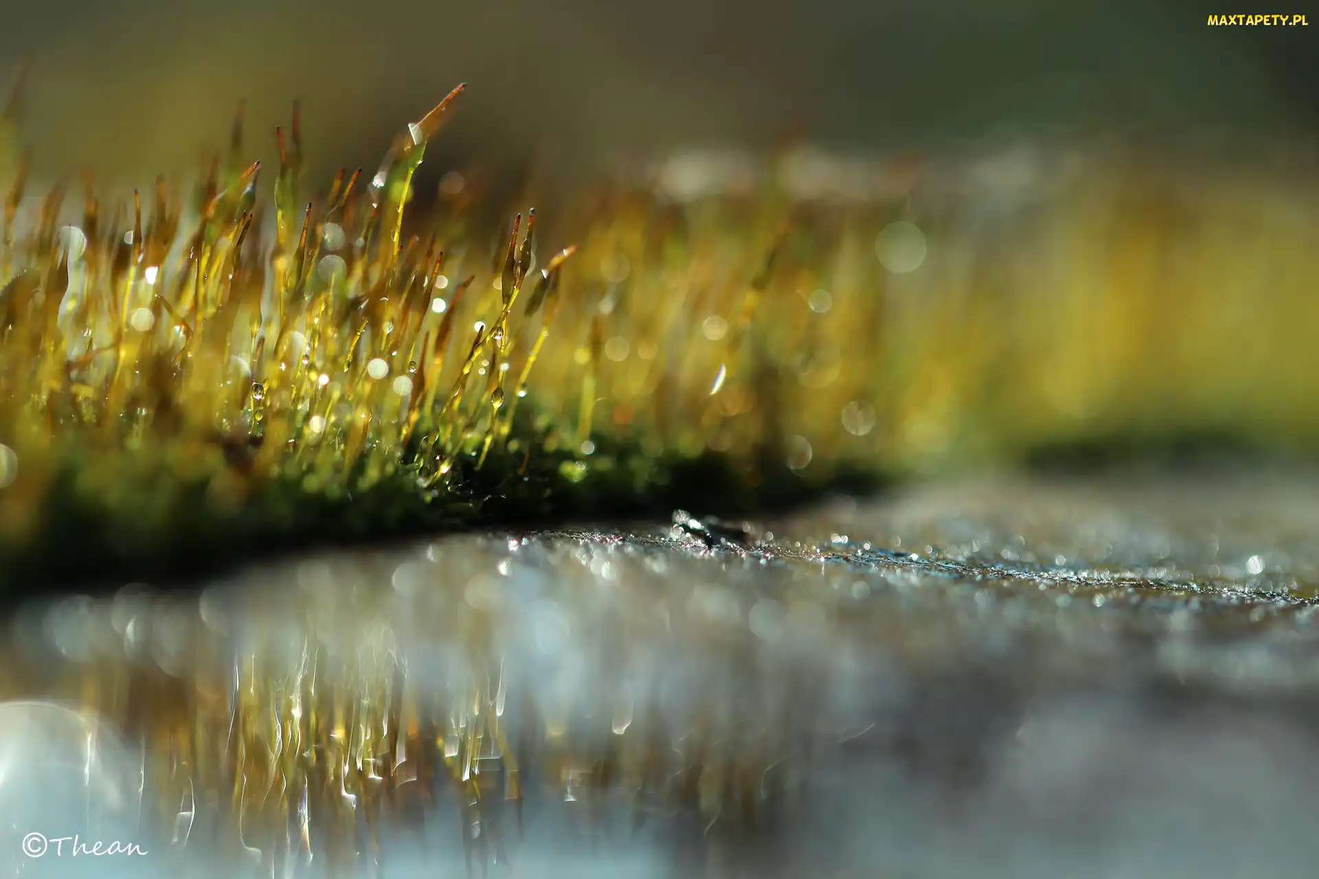 Makro, Bokeh, Mchy, Źdźbła