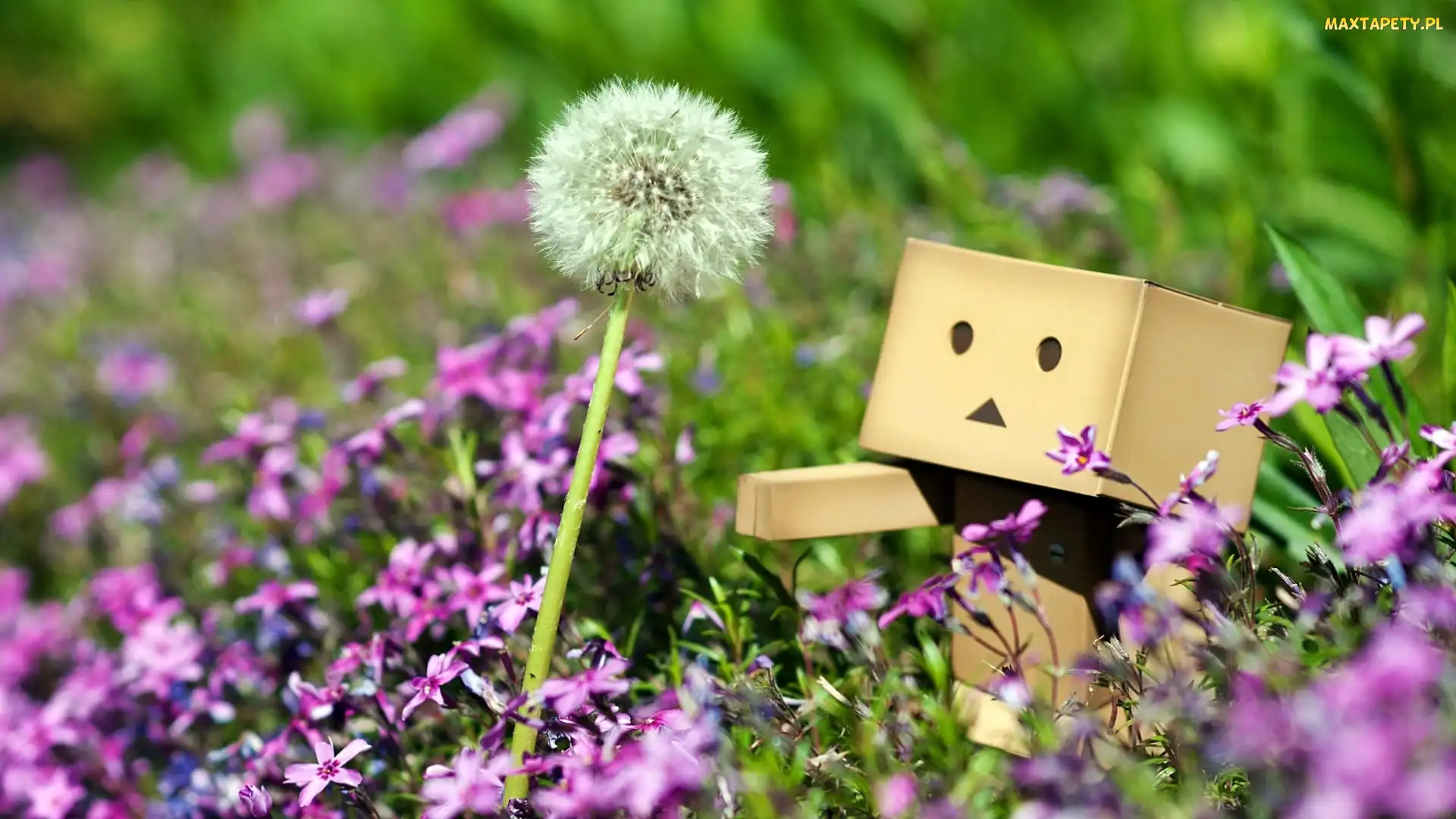 Danbo, Dmuchawiec, Łąka, Rozmycie, Kwiatki, Lato, Różowe