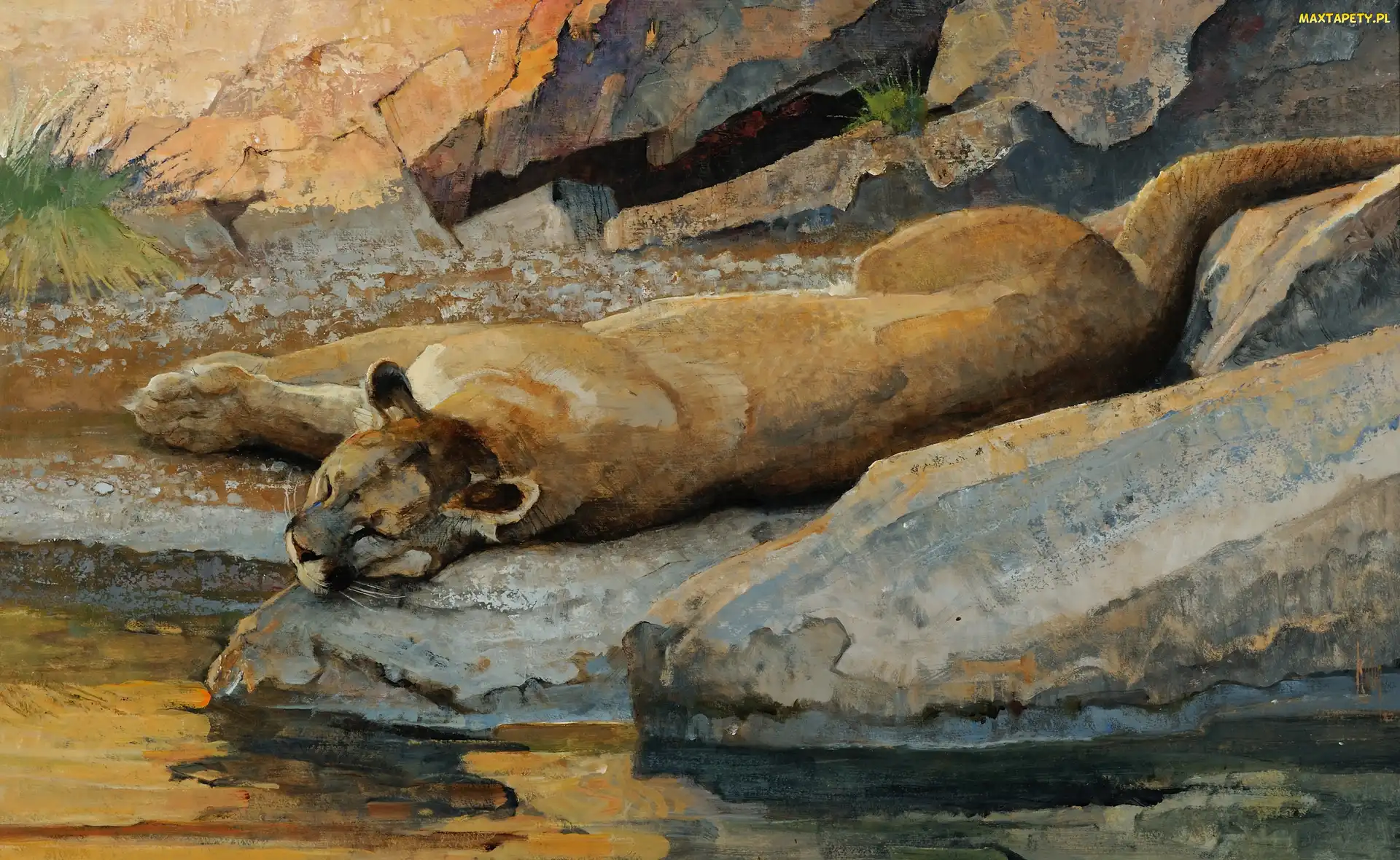 Rzeka, Kamienie, Puma