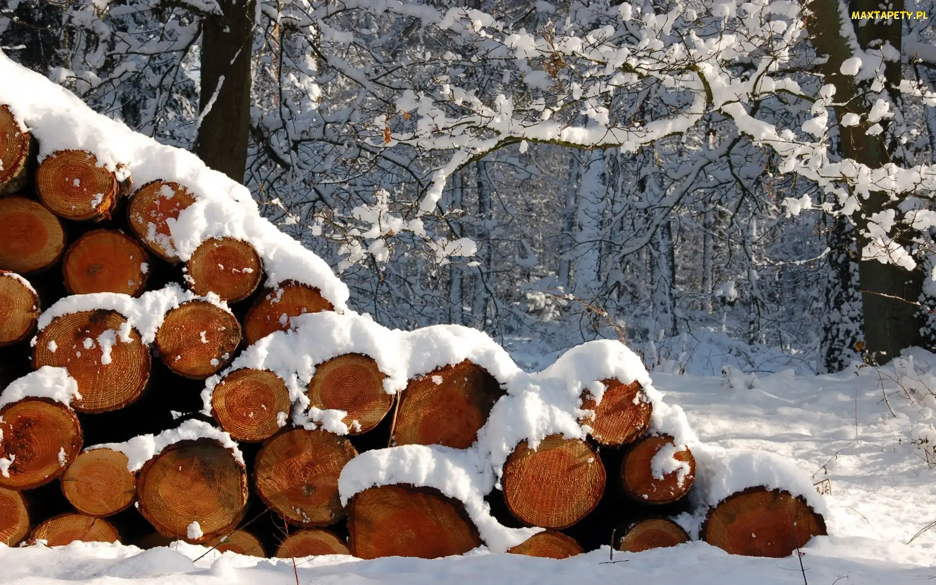 Zima, Śnieg, Pocięte, Drewno, Las