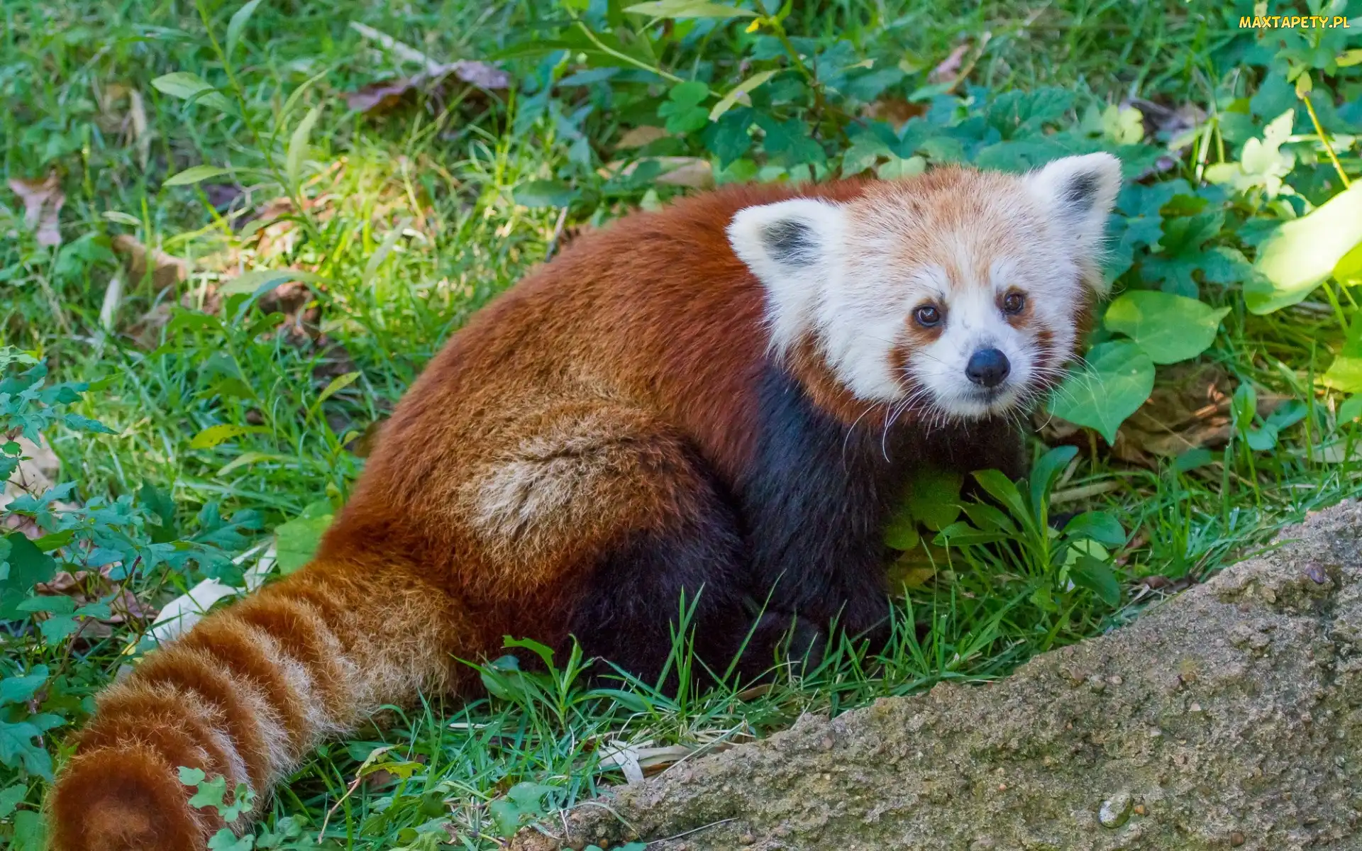 Panda, Pandka ruda, Trawa, Czerwona