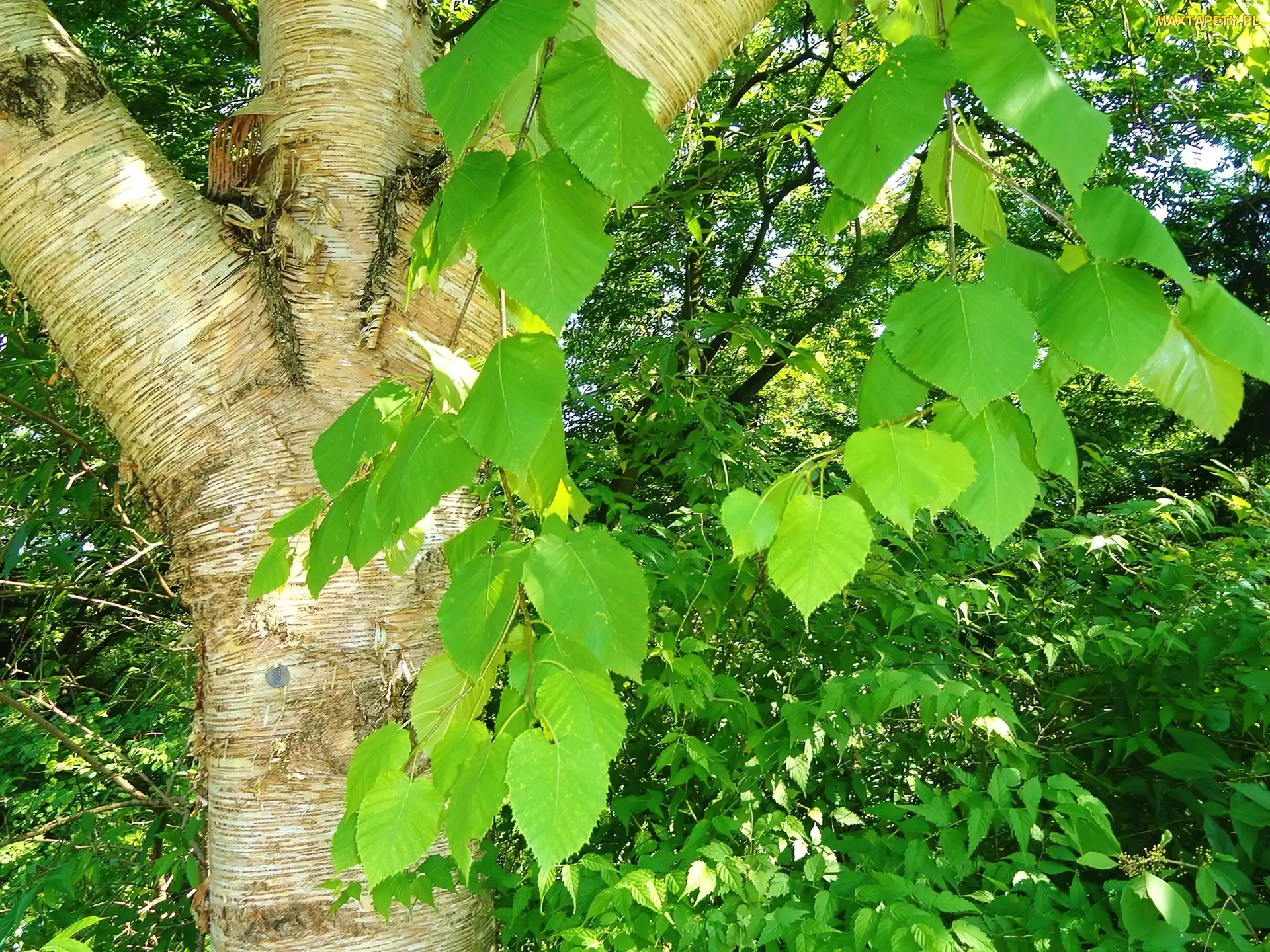 Liście, Brzoza, Pień