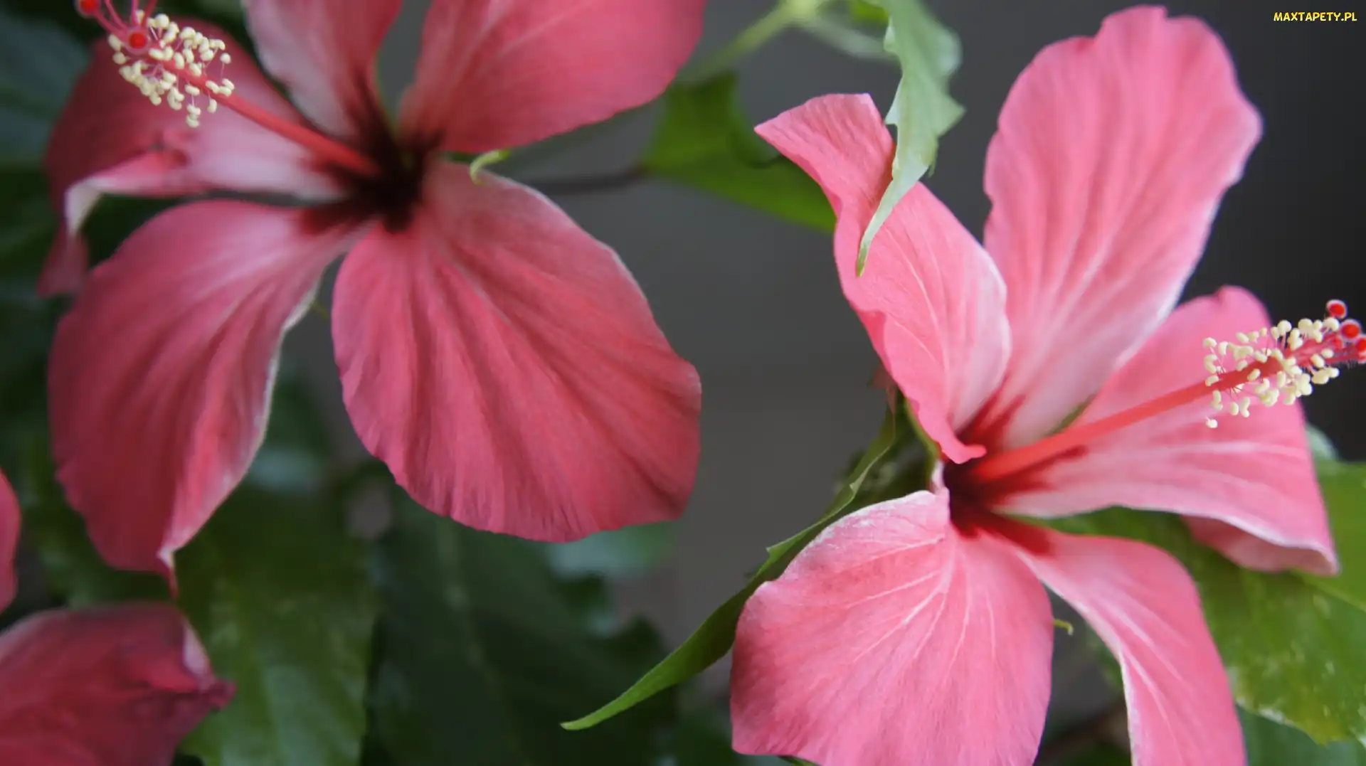 Różowe, Kwiaty, Hibiskusy