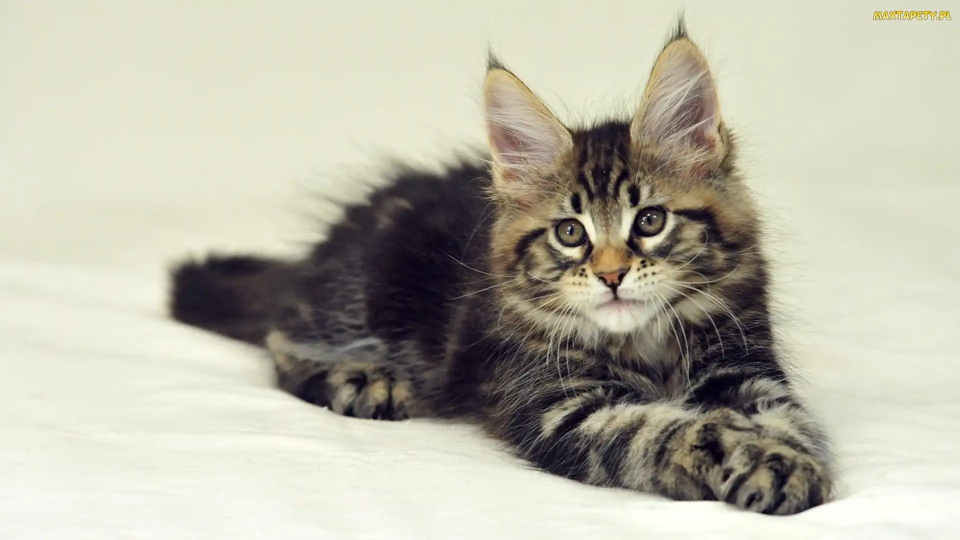 Maine Coon, Kotek