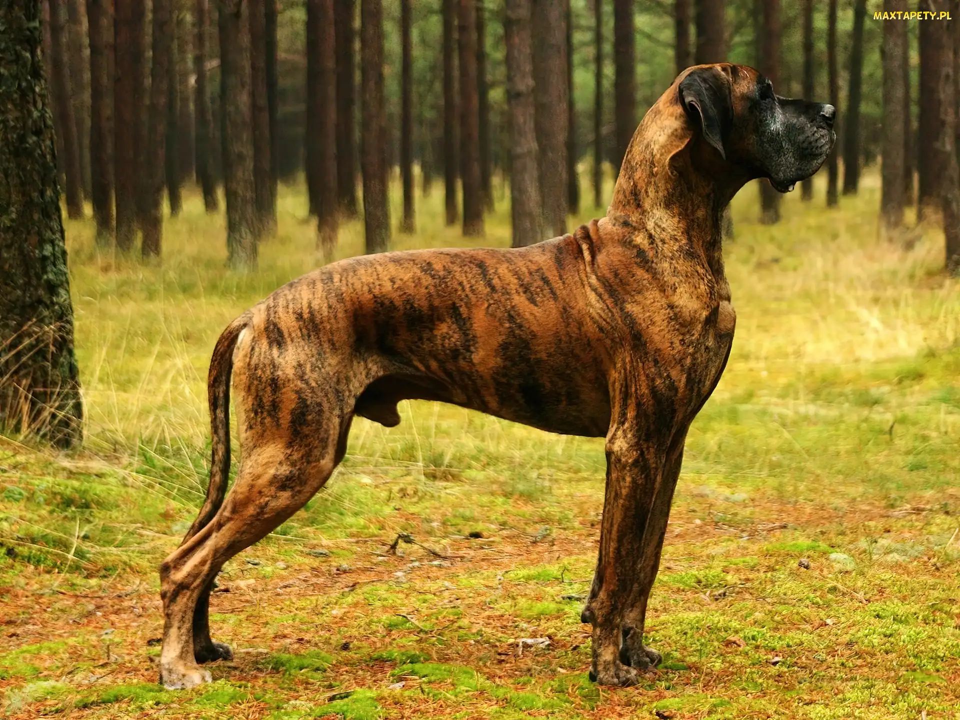 Pręgowany, Drzew, Niemiecki, Pnie, Dog