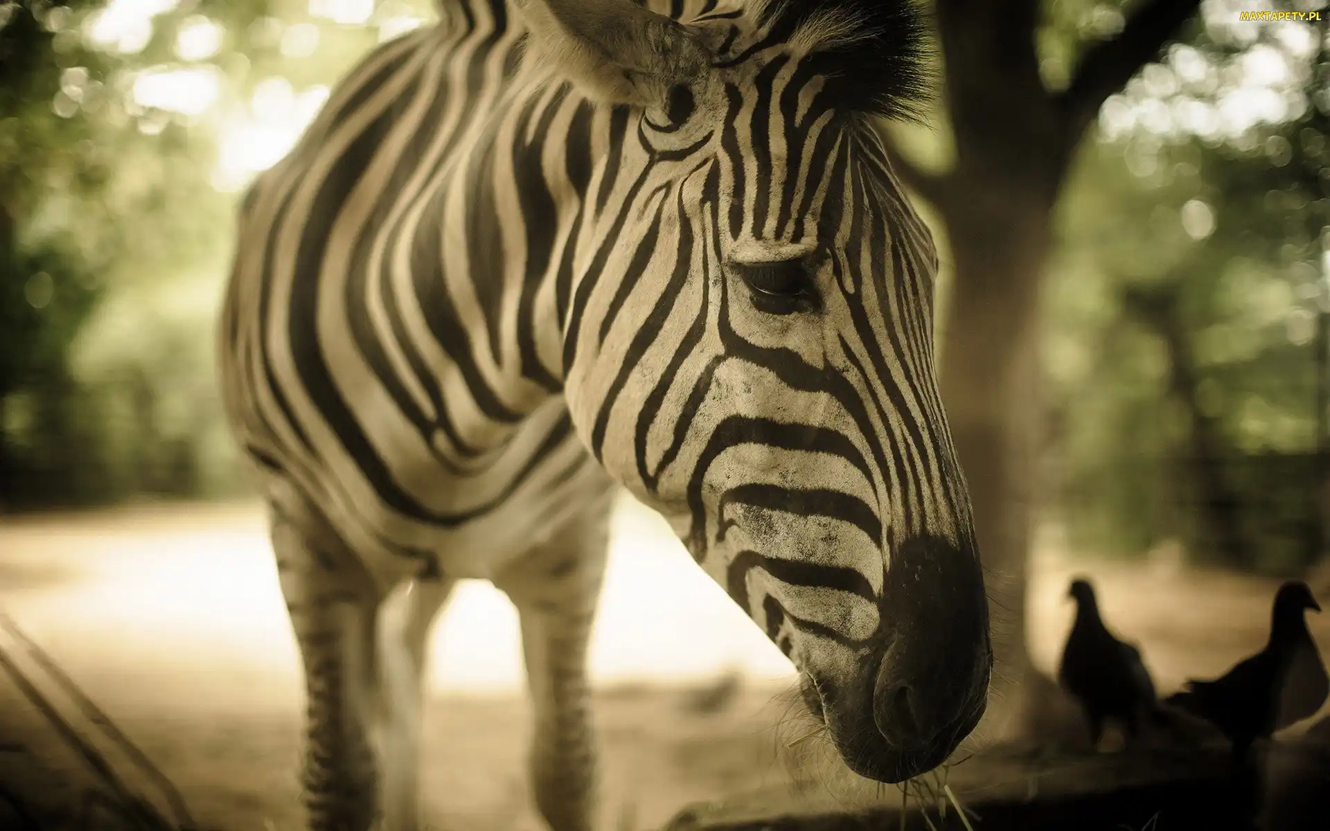 Rozmycie, Zebra