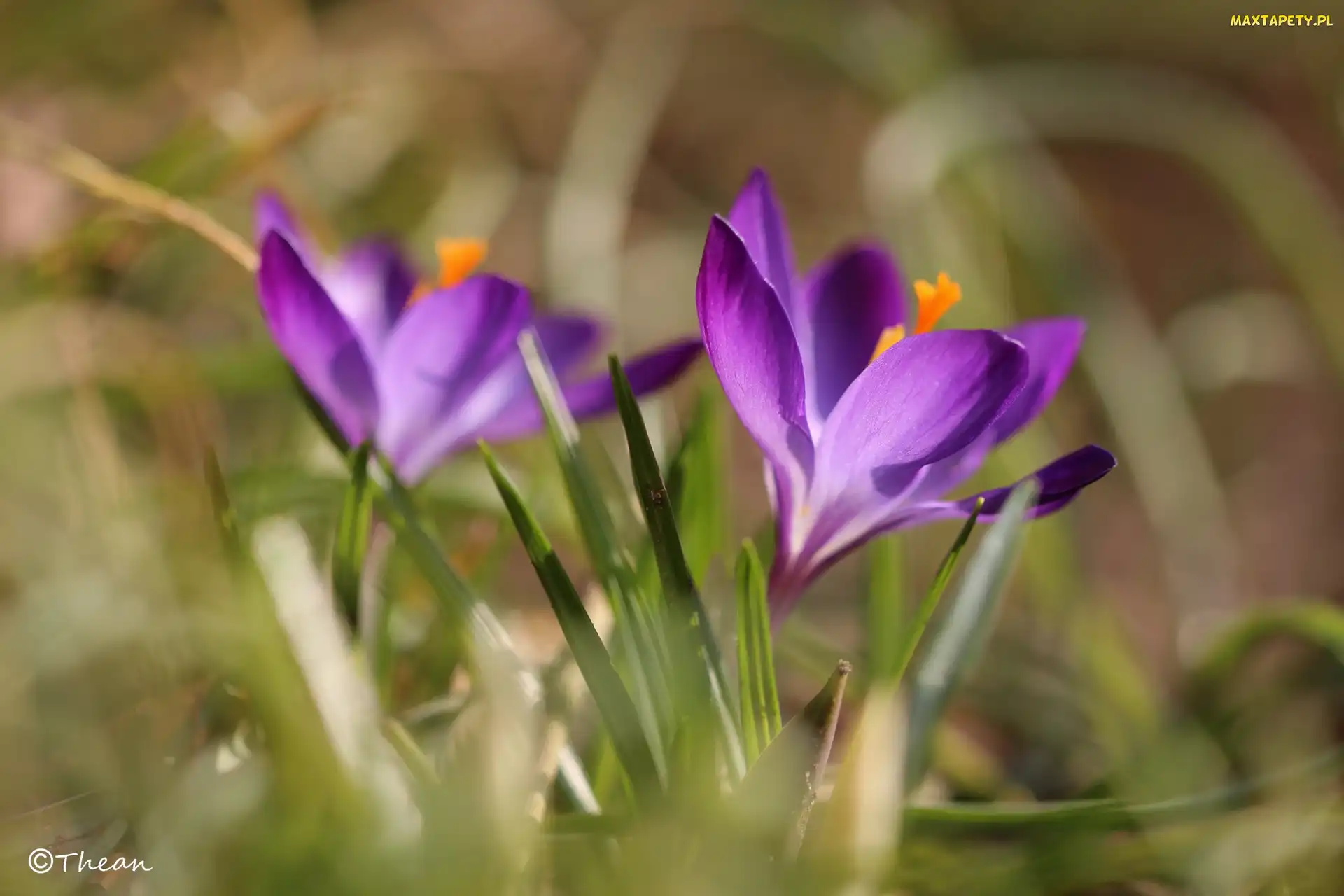 Wiosna, Kwiat, Fioletowy, Krokus