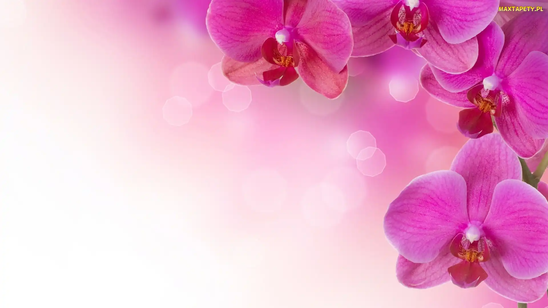 Różowe, Orchidea