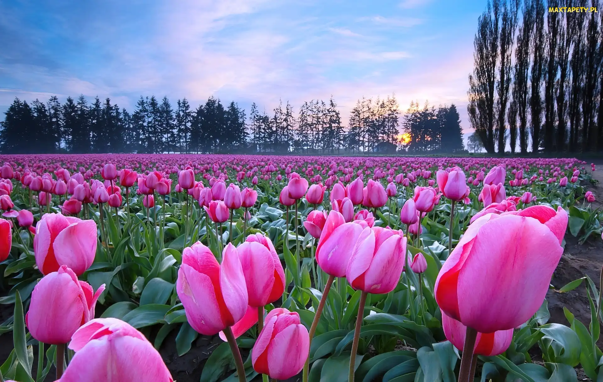 Drzewa, Słońca, Tulipany, Zachód
