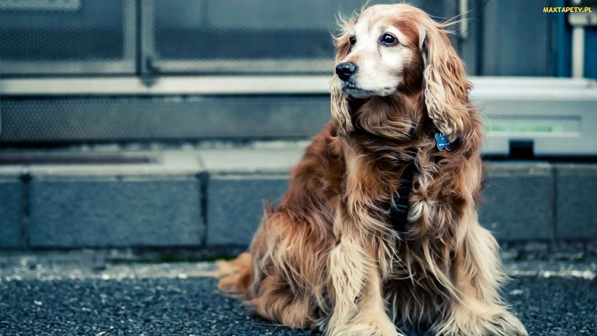 Cocker Spaniel, Ulica, Pies