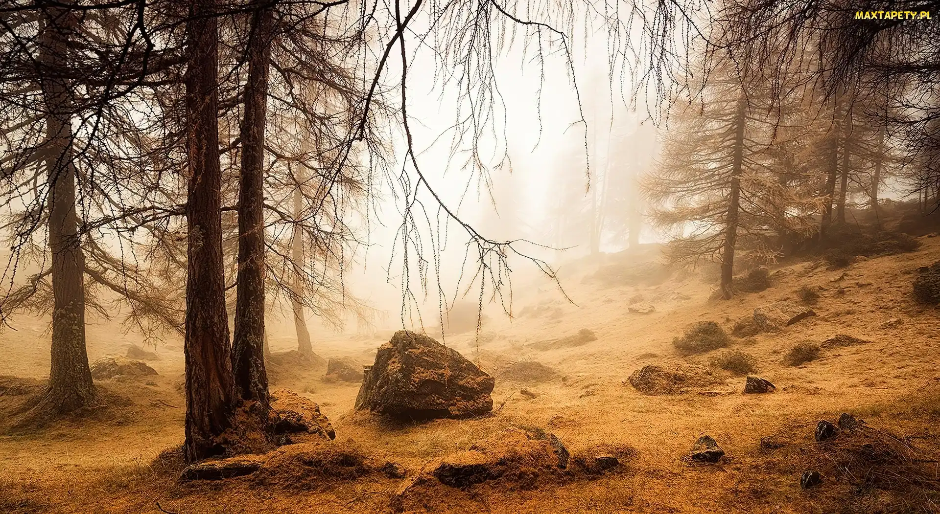 Kamienie, Mgła, Las