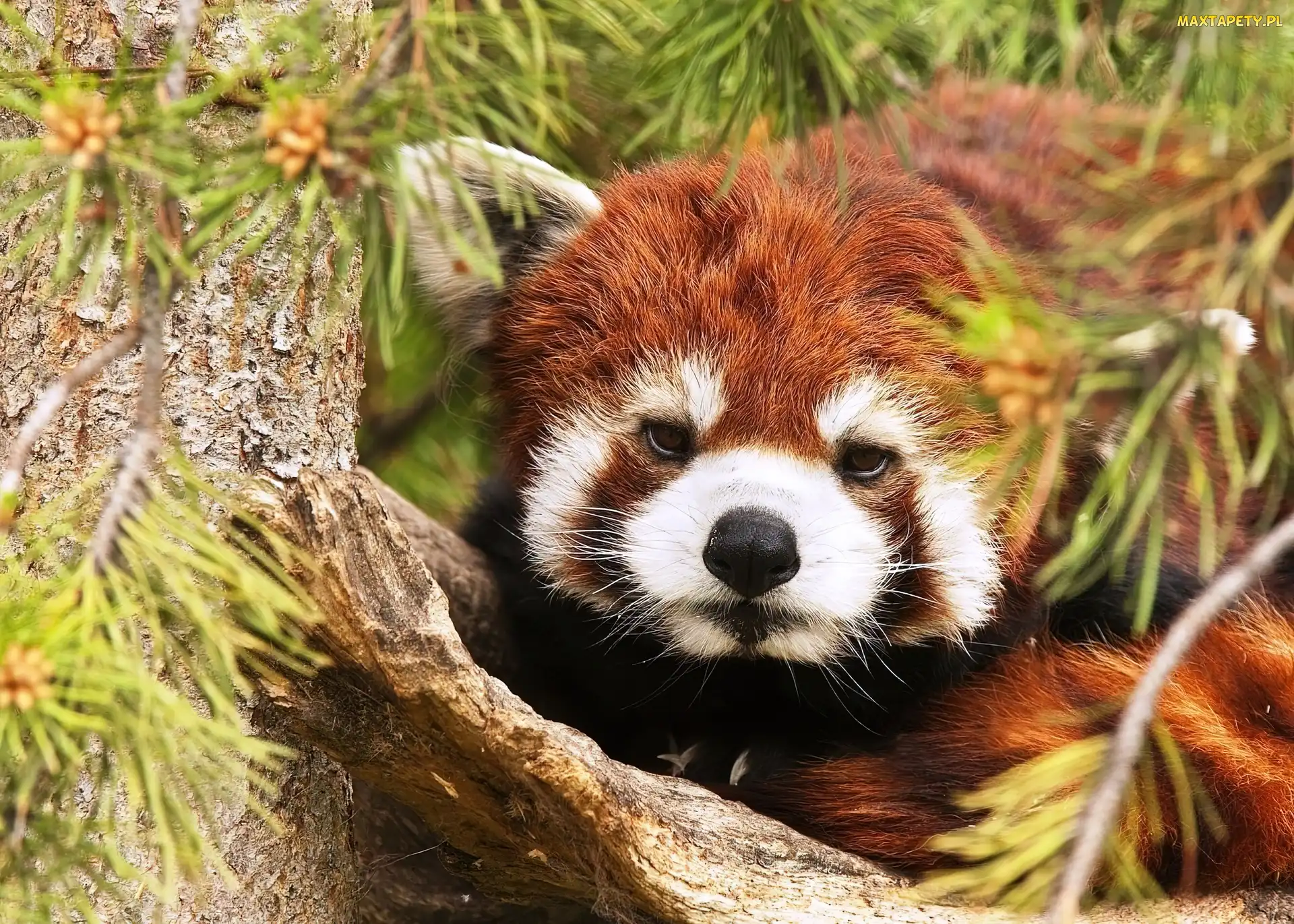 Czerwona, Pandka ruda, Panda