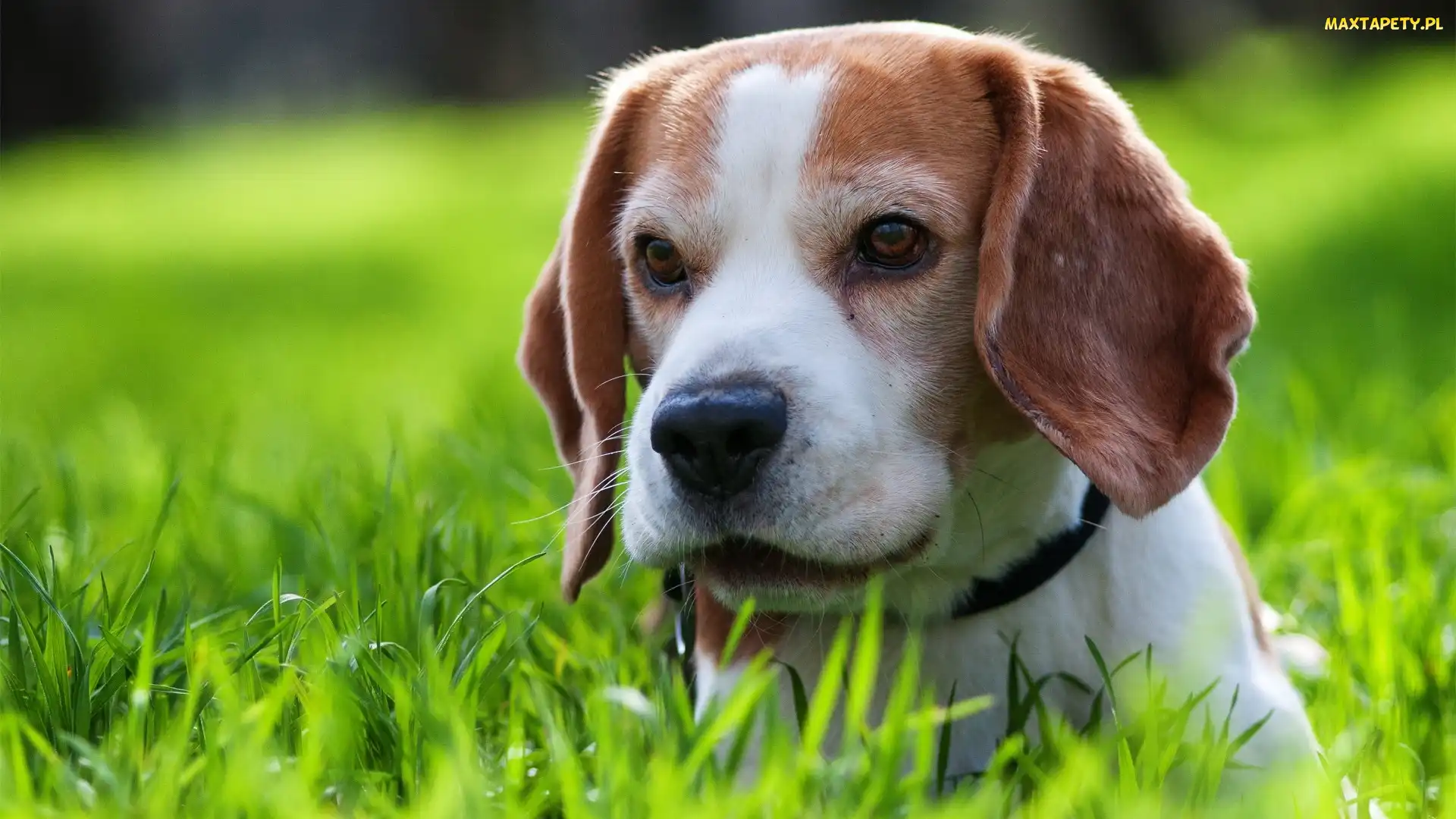 Obroża, Trawa, Beagle
