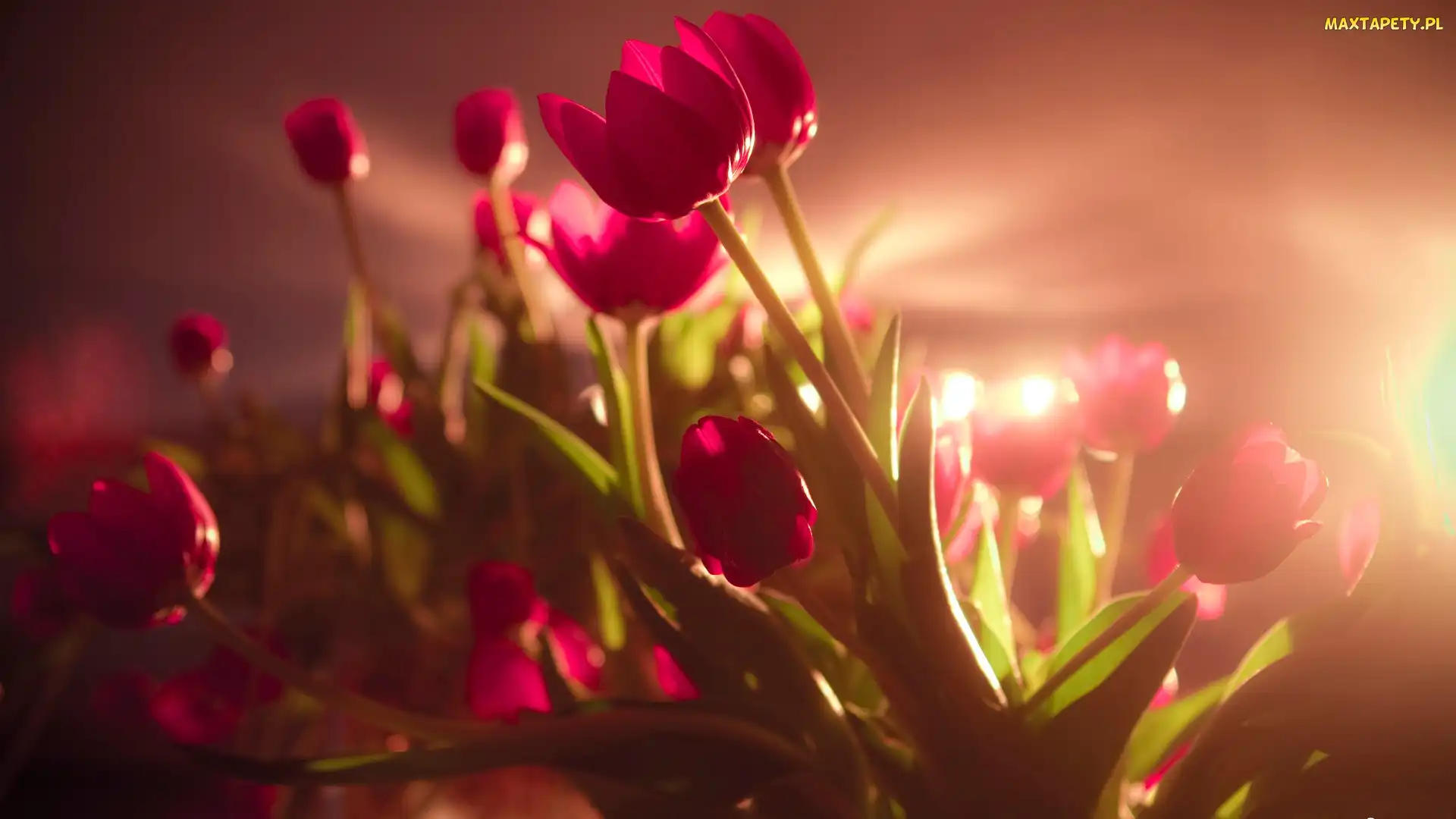 Tulipany, Czerwone