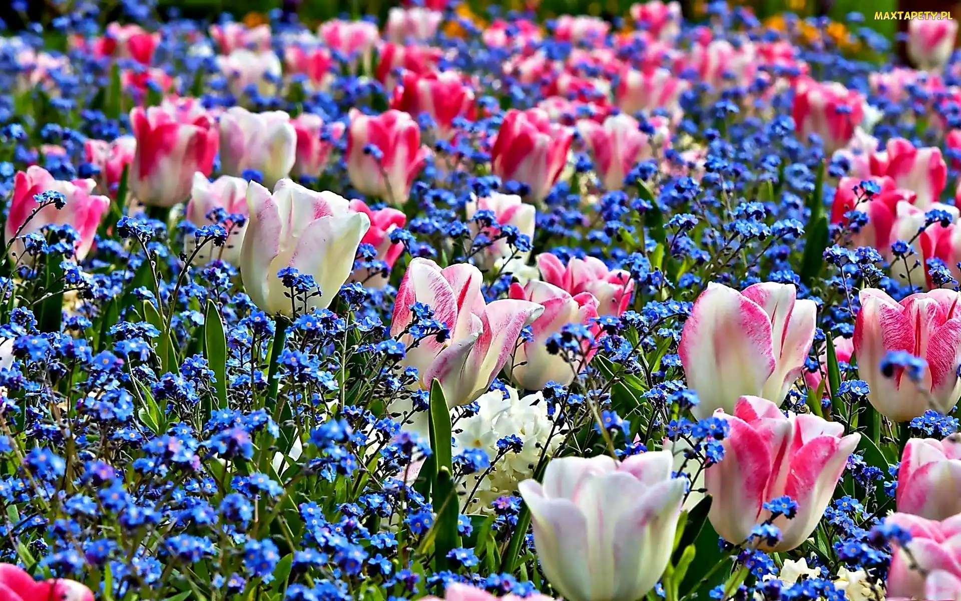 Wiosna, Niezapominajki, Tulipany, Ogród