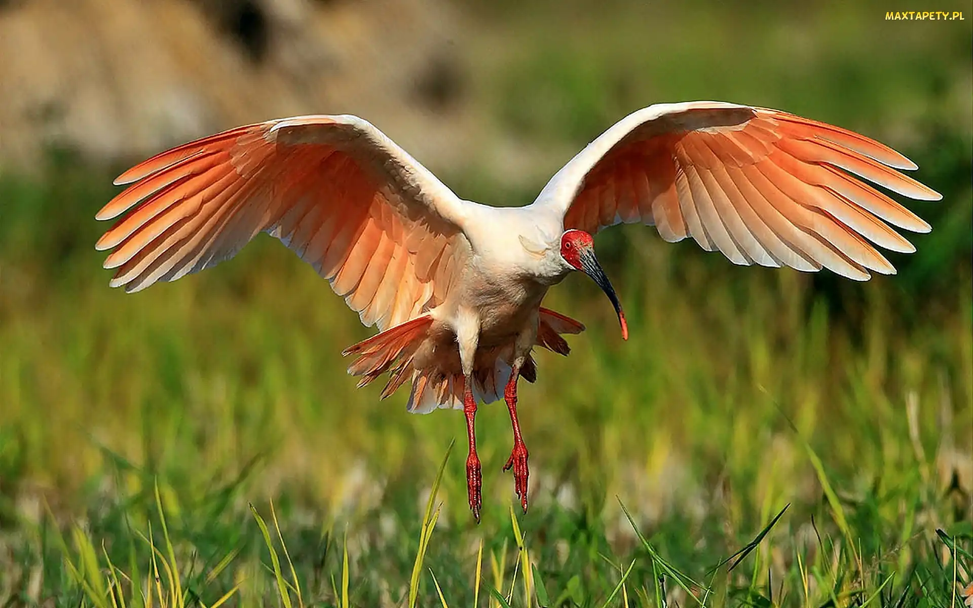 Rozmycie, Ibis, Lato, Łąka
