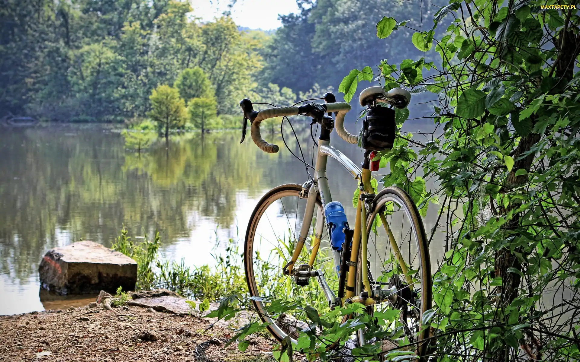 Brzeg, Lasy, Drzewa, Jeziora, Rower