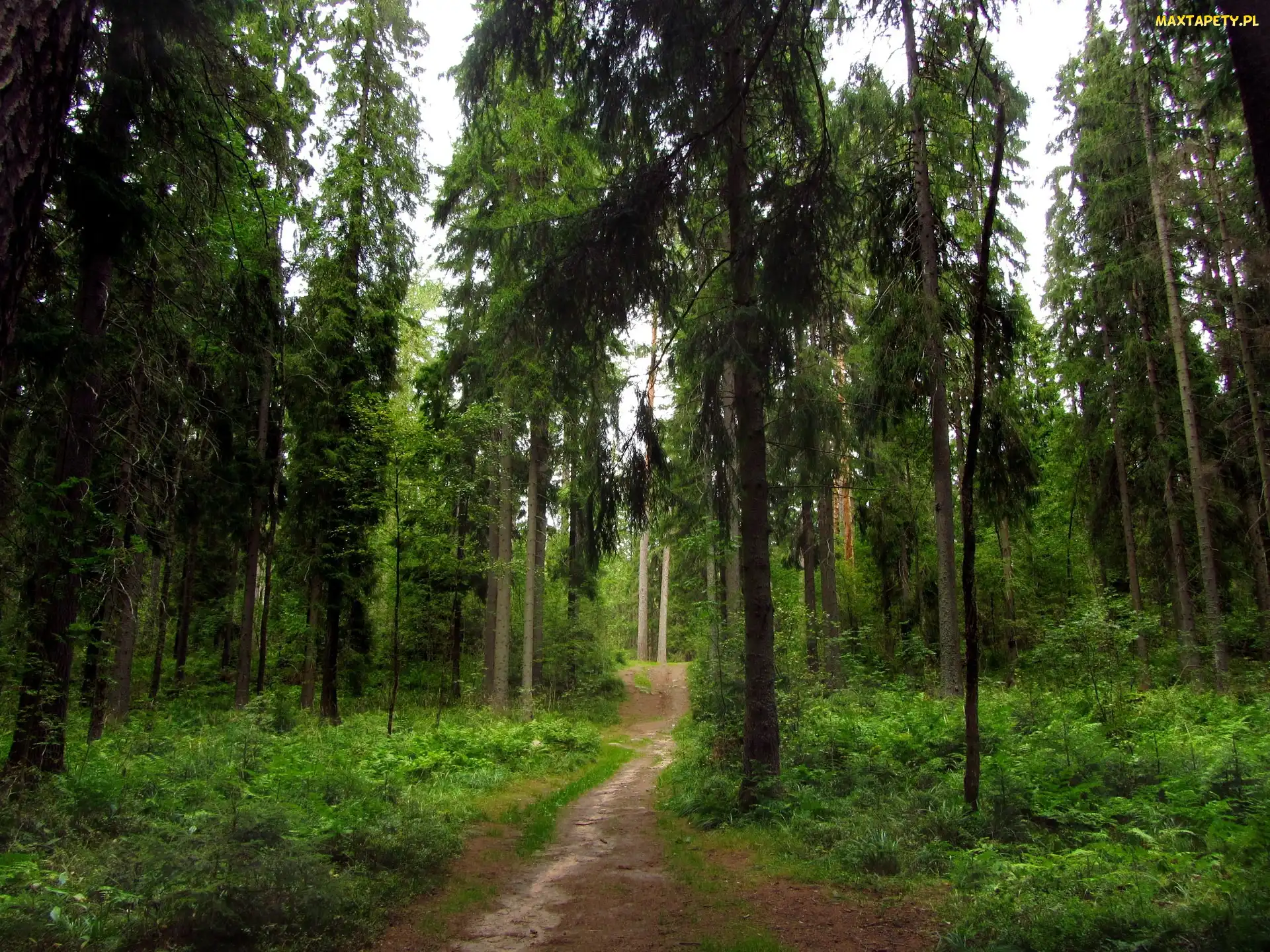 Drzewa, Droga, Las, Ścieżka