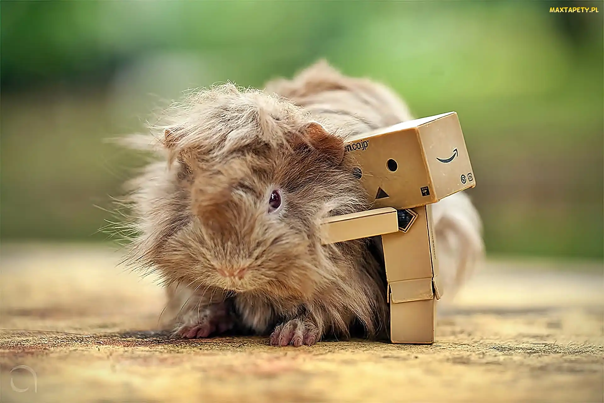 Świnka, Morska, Danbo
