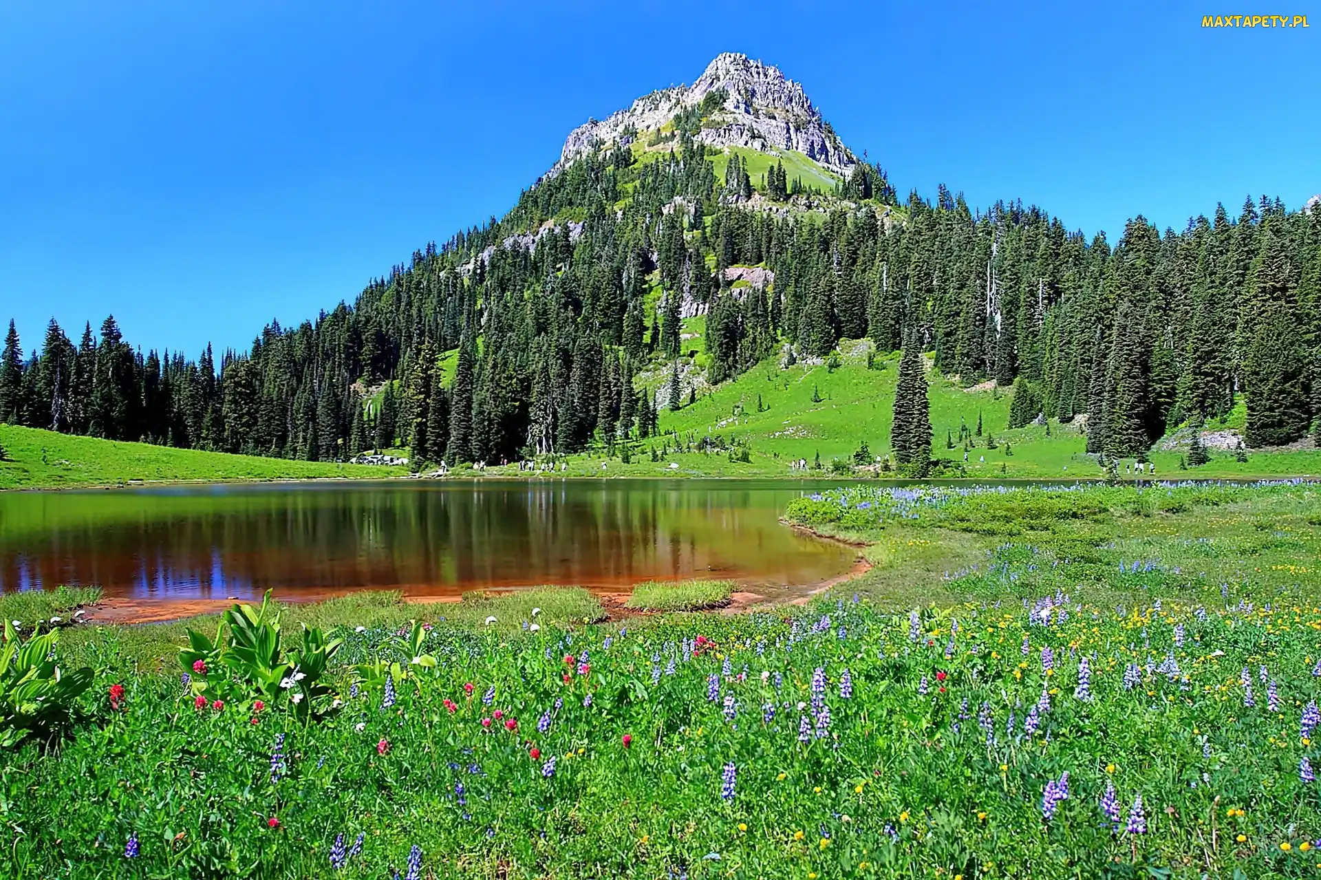 Stan Waszyngton, Łąka, Jezioro Tipsoo, Park Narodowy Mount Rainier, Stany Zjednoczone