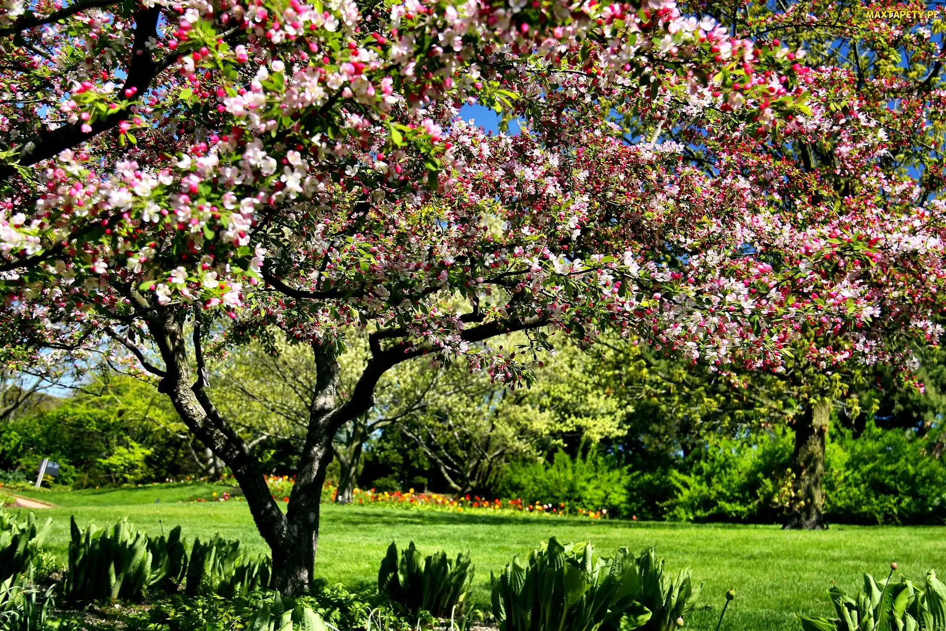 Ogród Botaniczny, Wiosna, Chicago