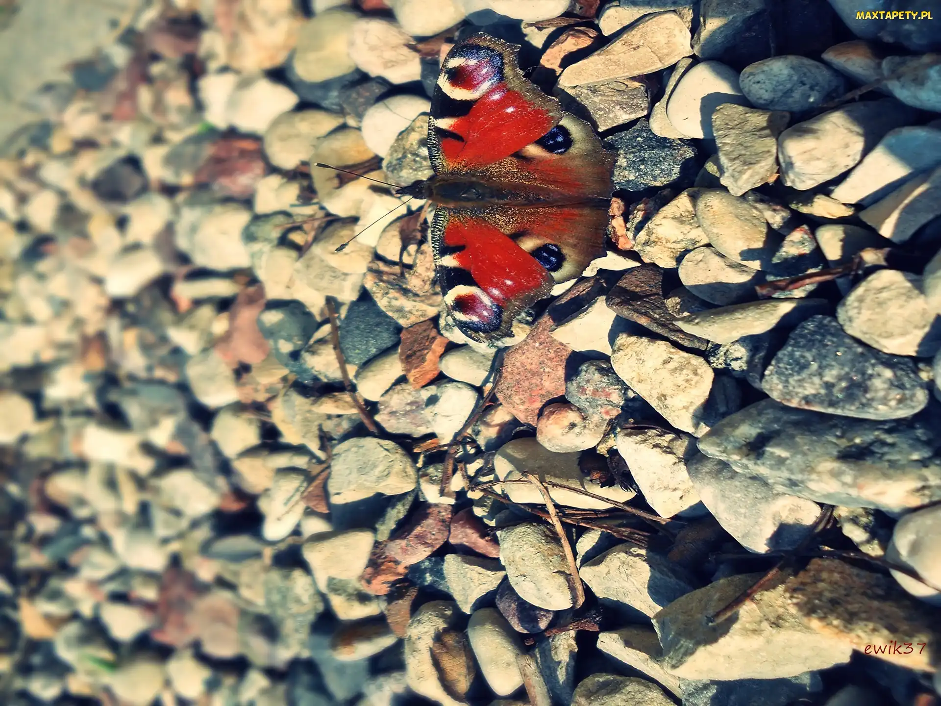 Owad, Kamienie, Motyl