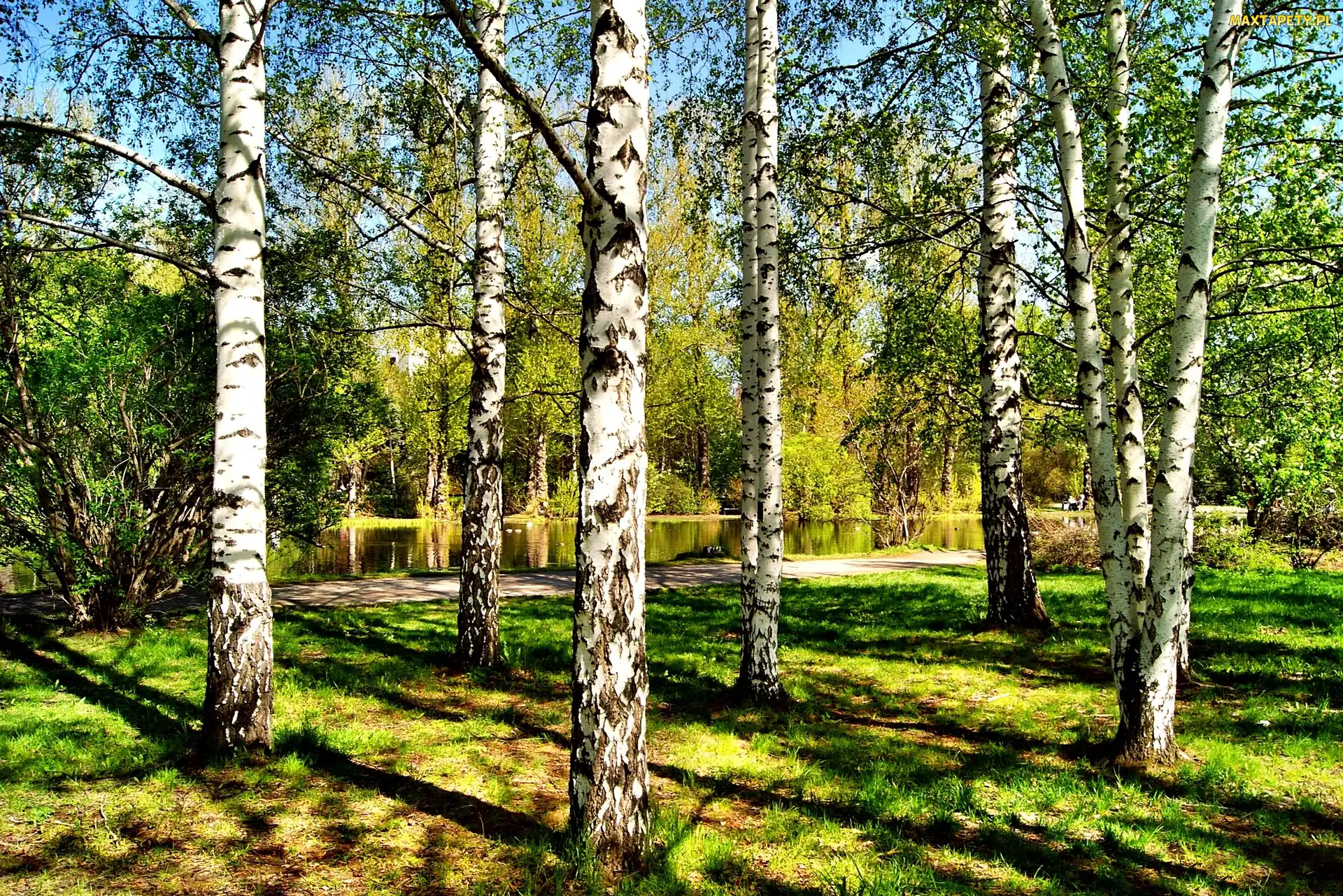 Lato, Rzeka, Park, Brzozy