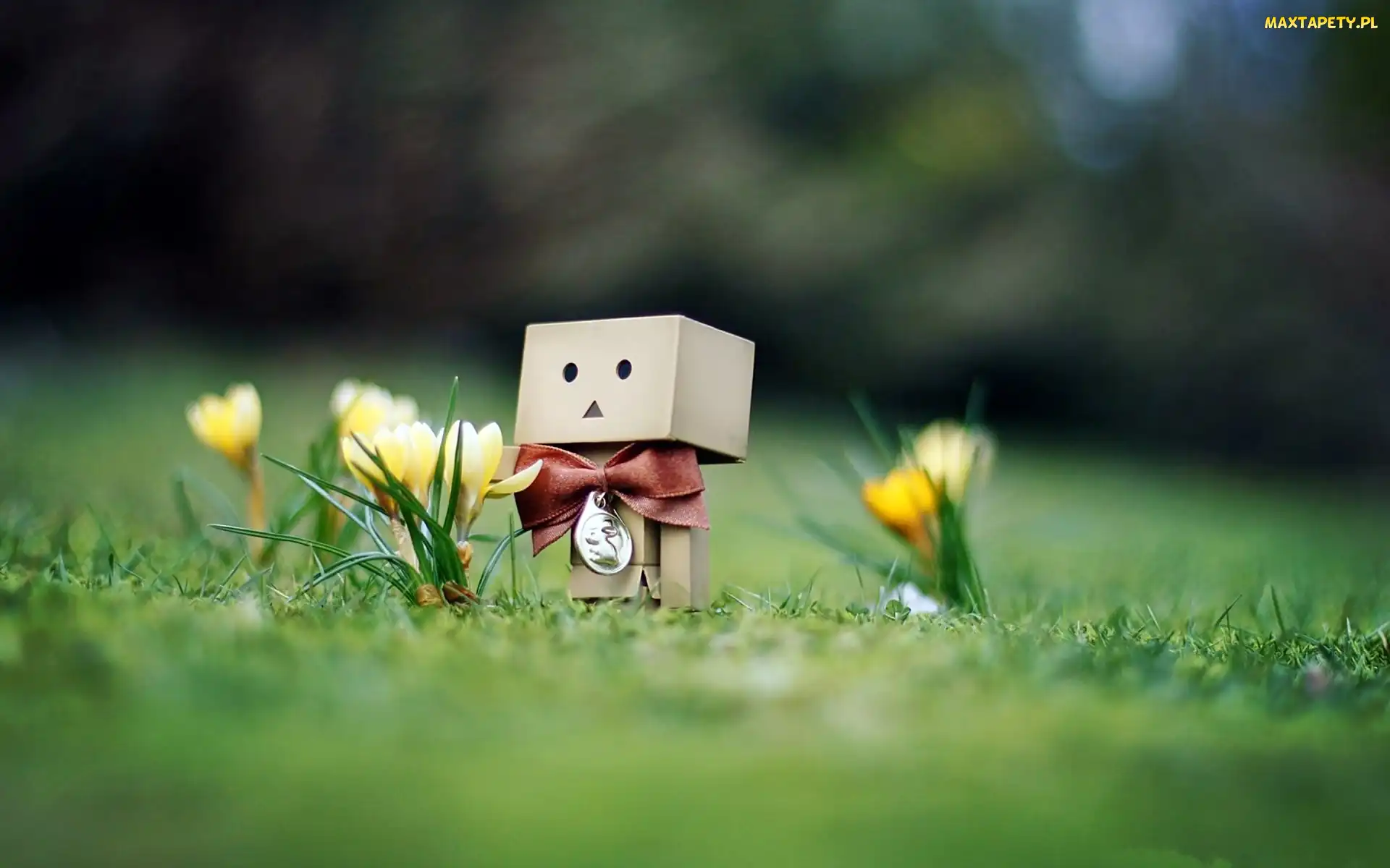 Wiosna, Krokusy, Trawnik, Danbo