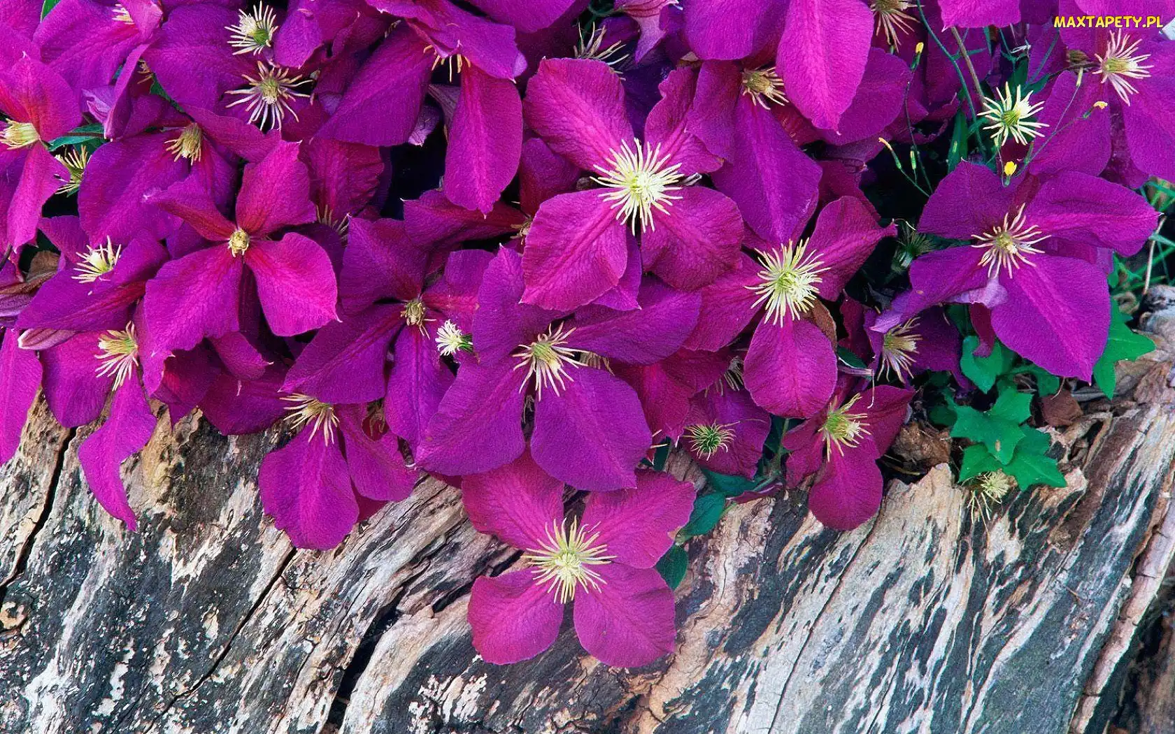 Kwiatki, Powojniki, Purpurowe