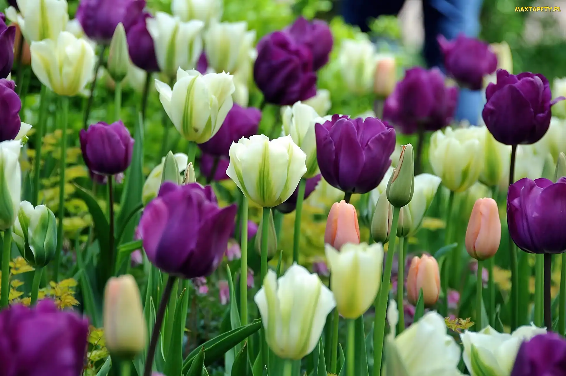 Wiosna, Fioletowe Tulipany, Biało, Park