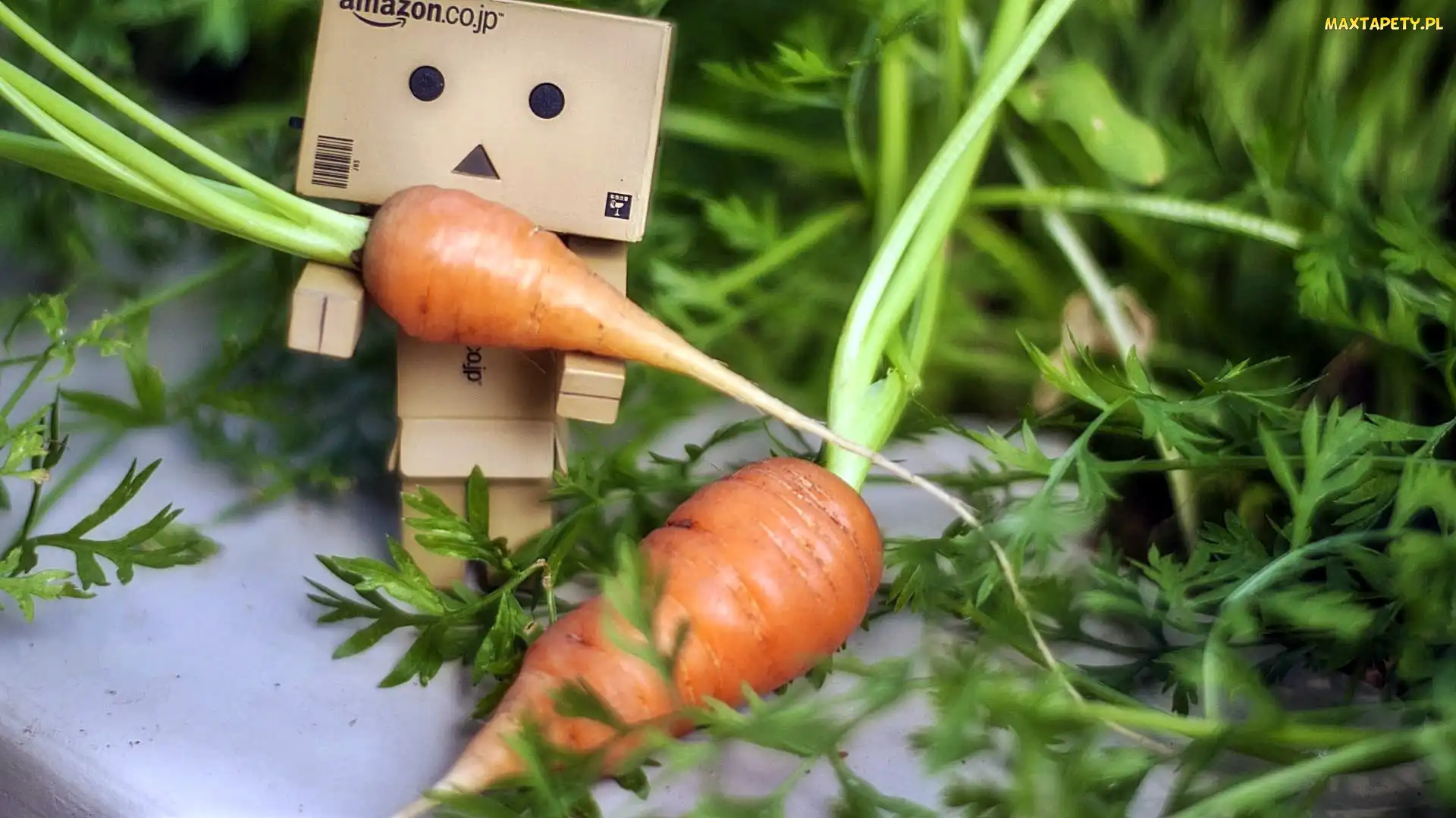 Danbo, Rozmycie, Marchewki, Ogródek