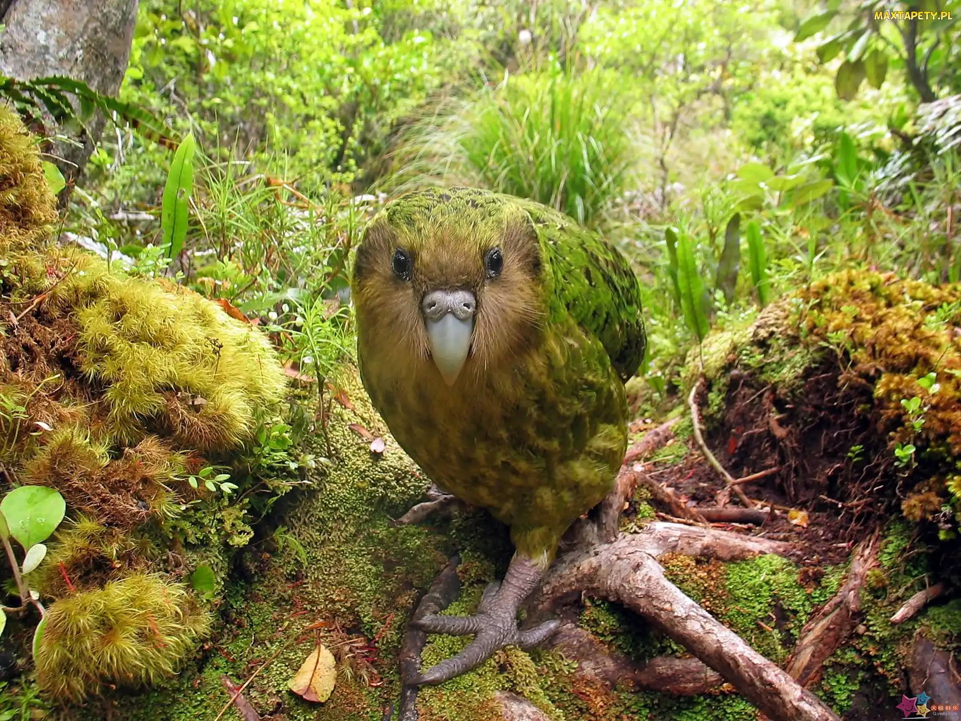 Lato, Kakapo, Dżungla