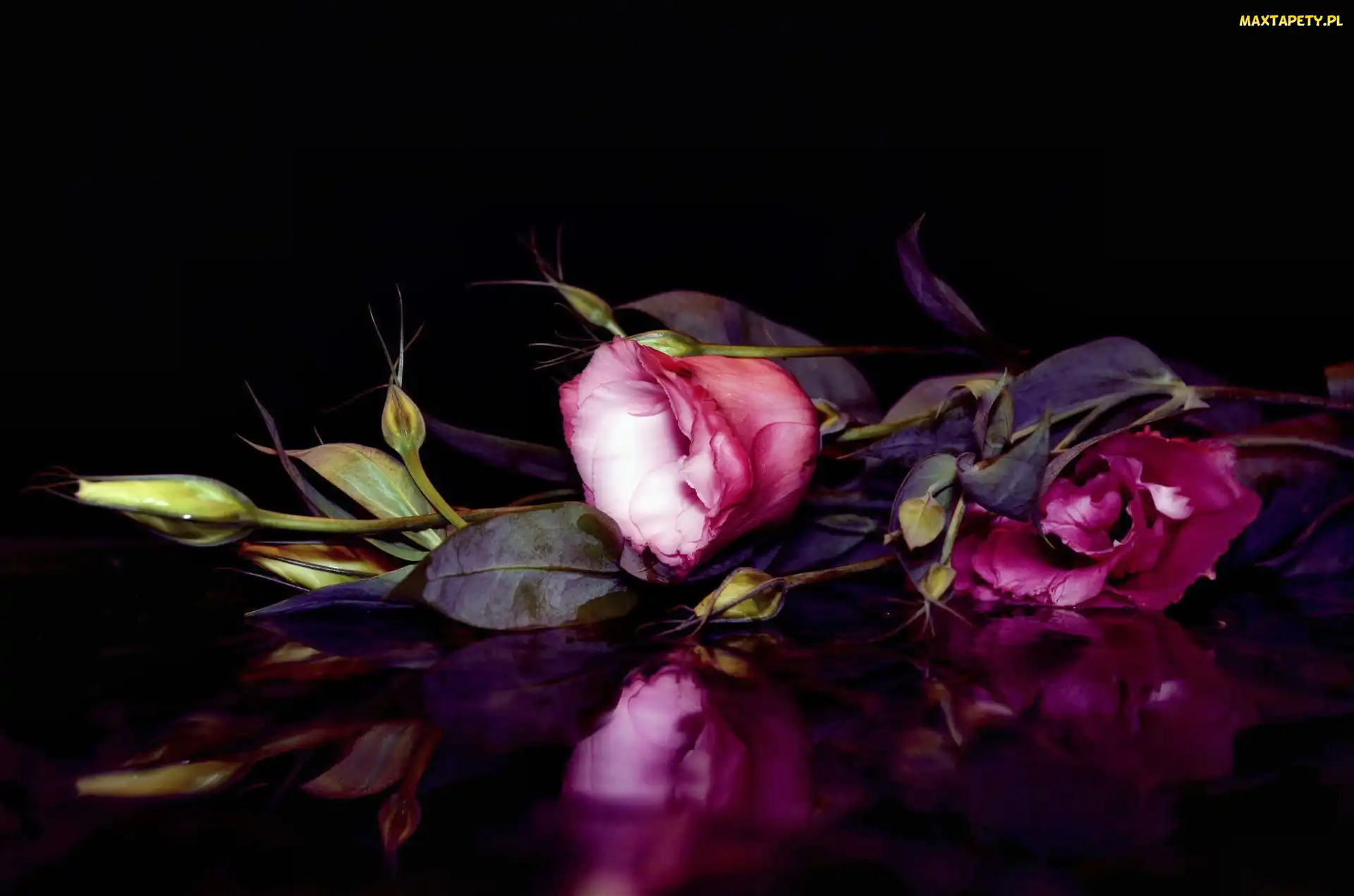 Liliowa, Odbicie, Eustoma