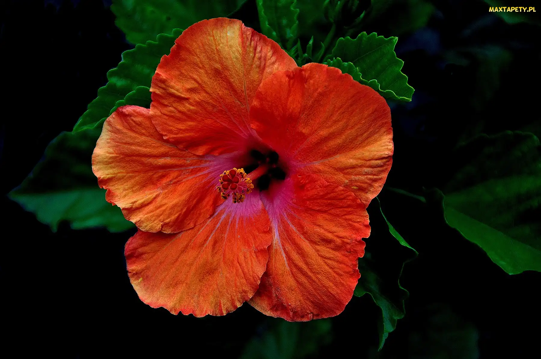 Pomarańczowy, Hibiskus