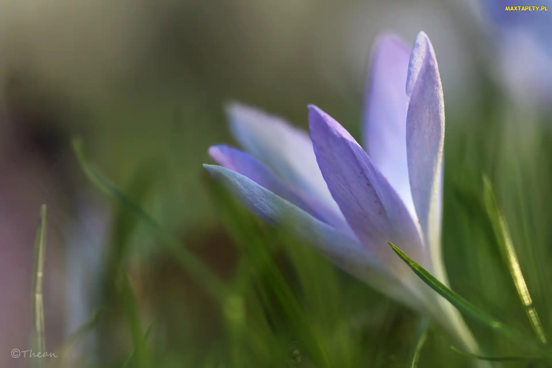 Wiosna, Kwiat, Liliowy, Krokus