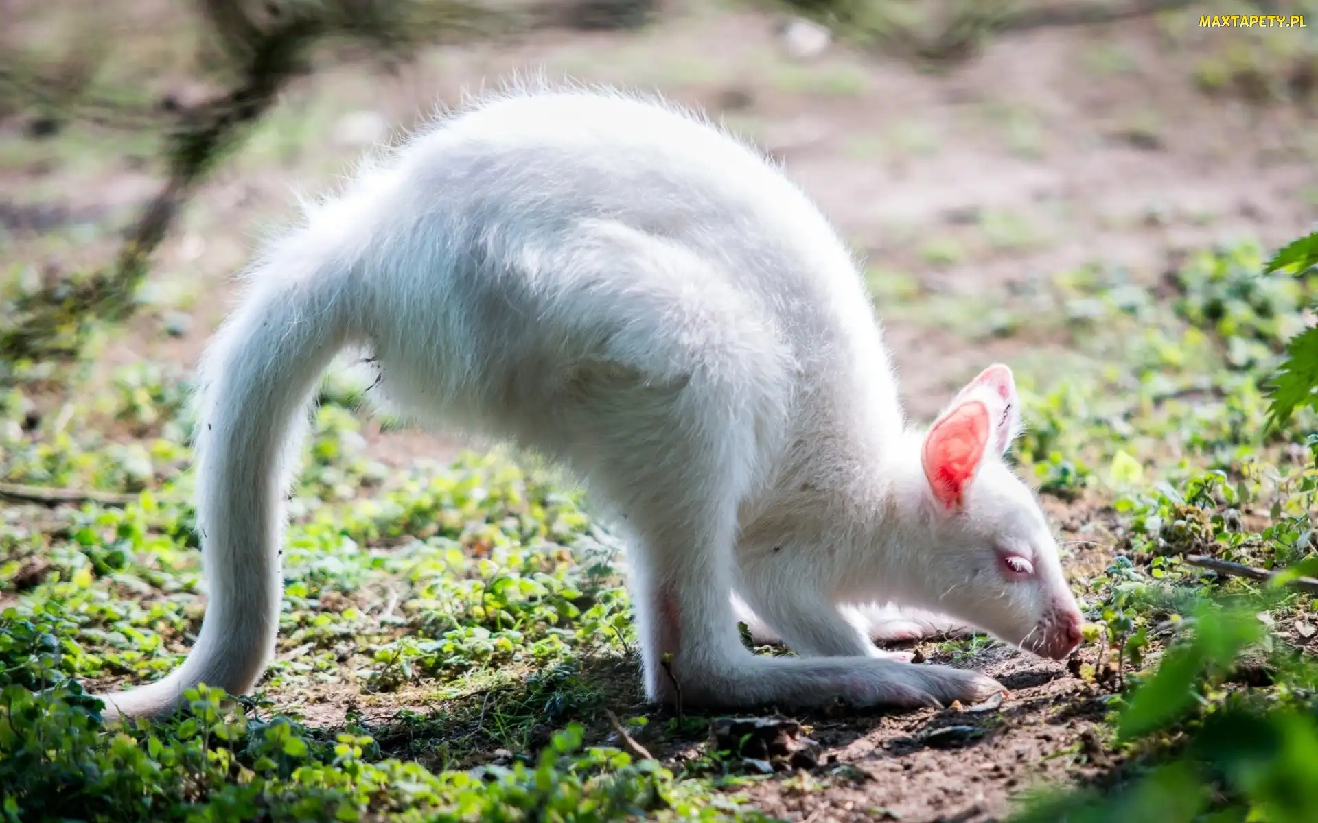 Albinos, Las, Kangur