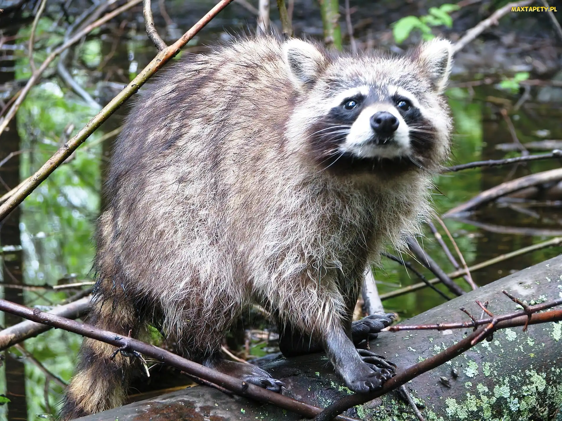 Gałązki, Szop