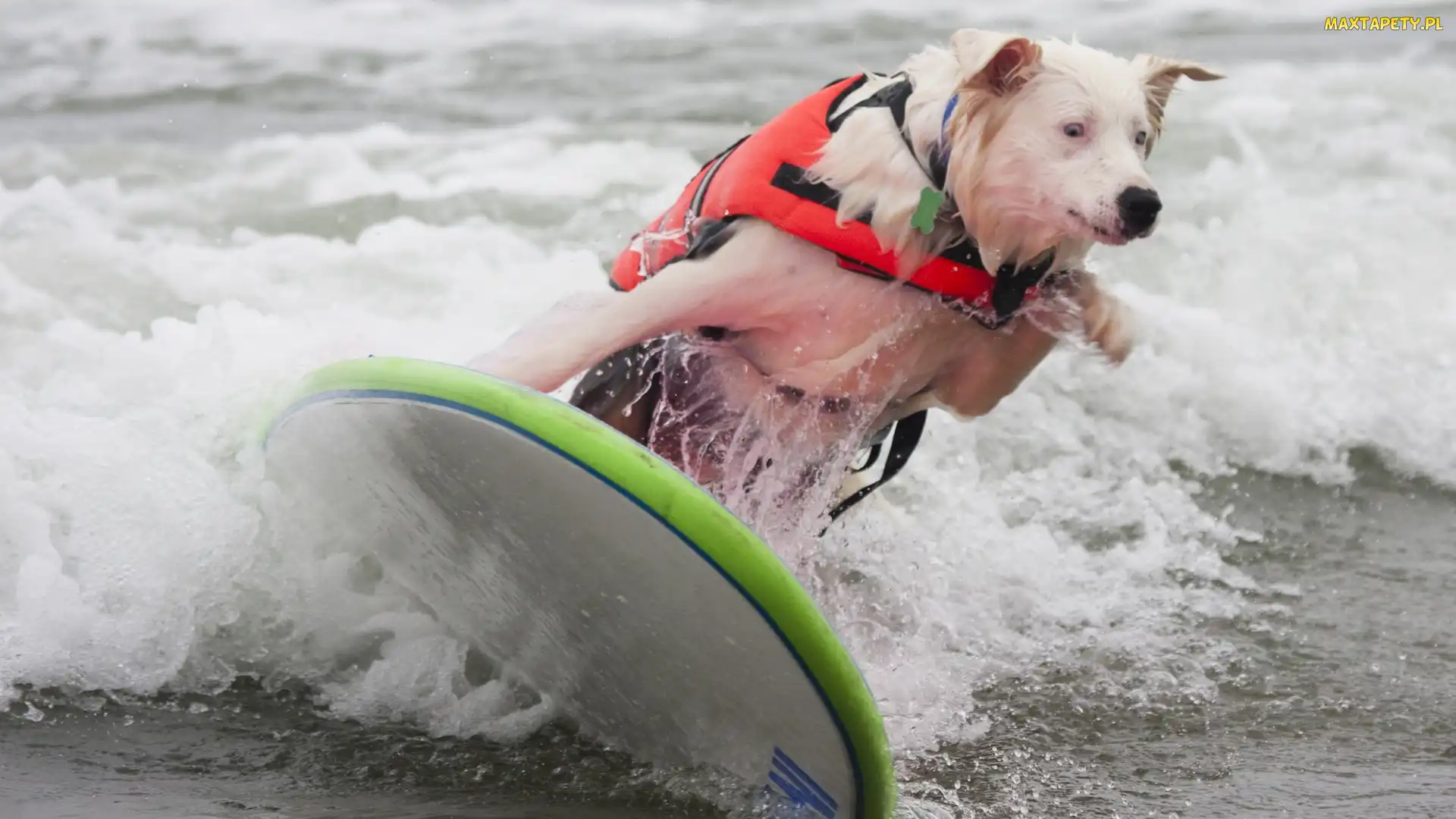 Surfing, Pies