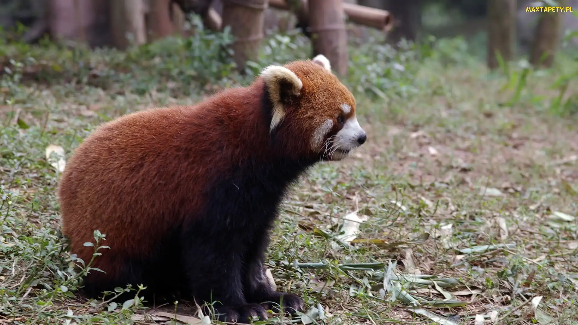 Czerwona, Pandka ruda, Panda