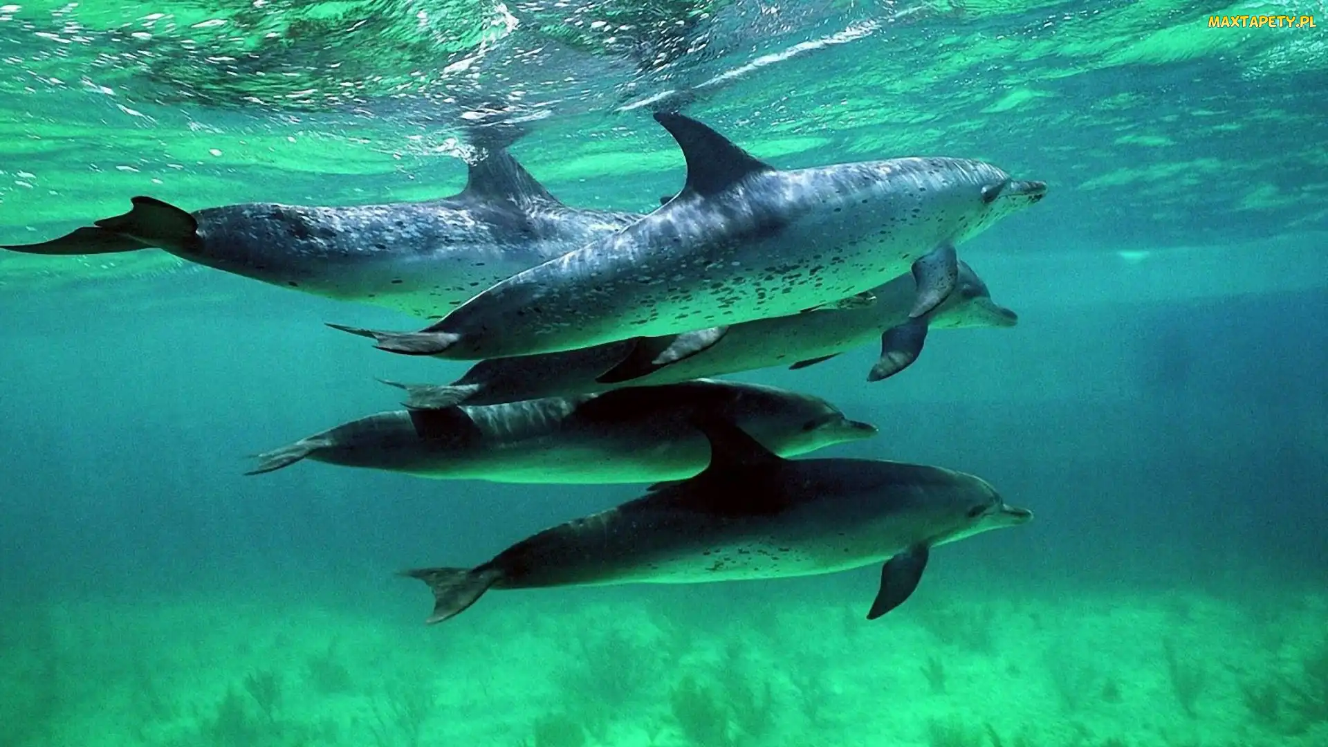 Delfiny, Ocean