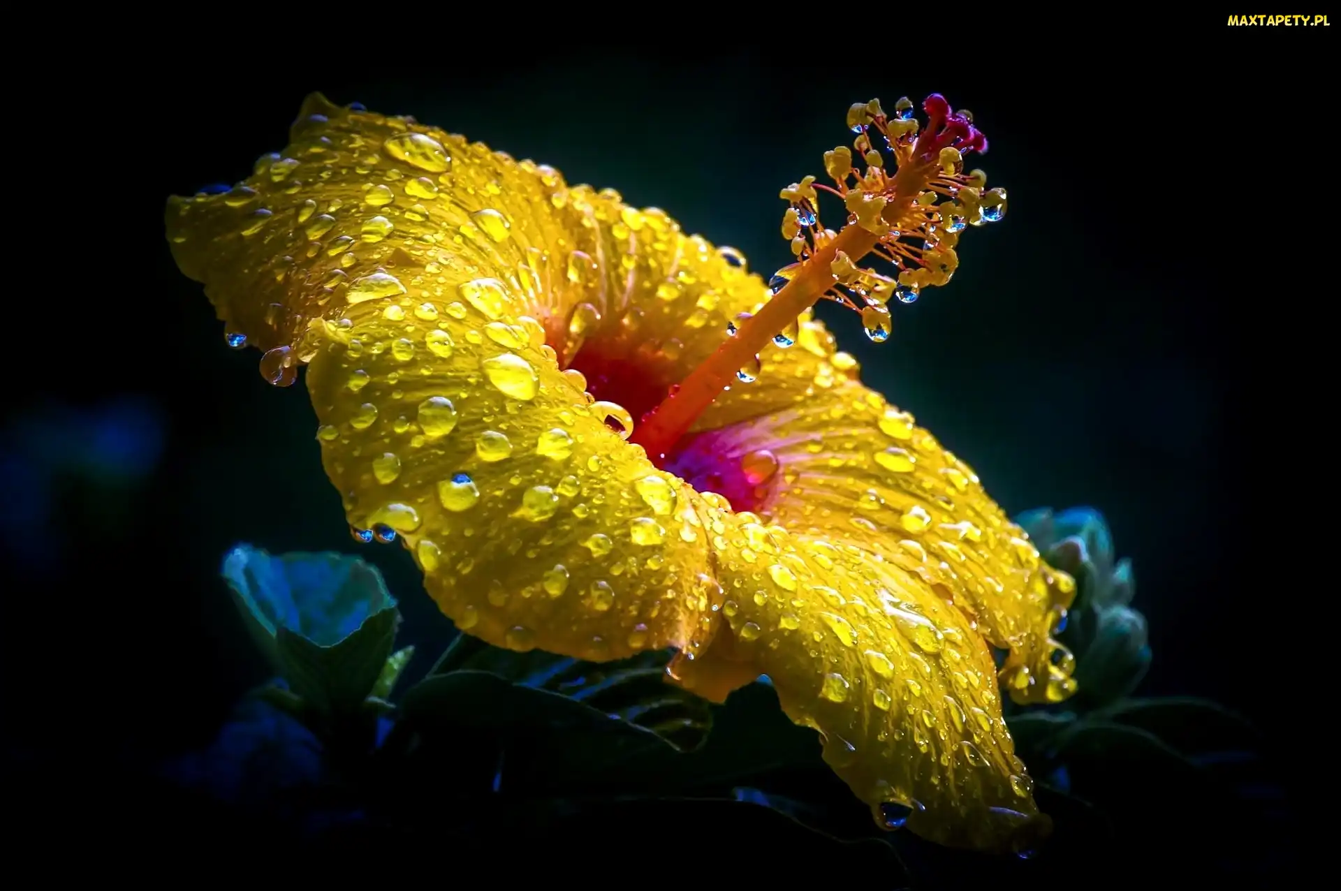 Makro, Deszczu, Hibiskus, Krople