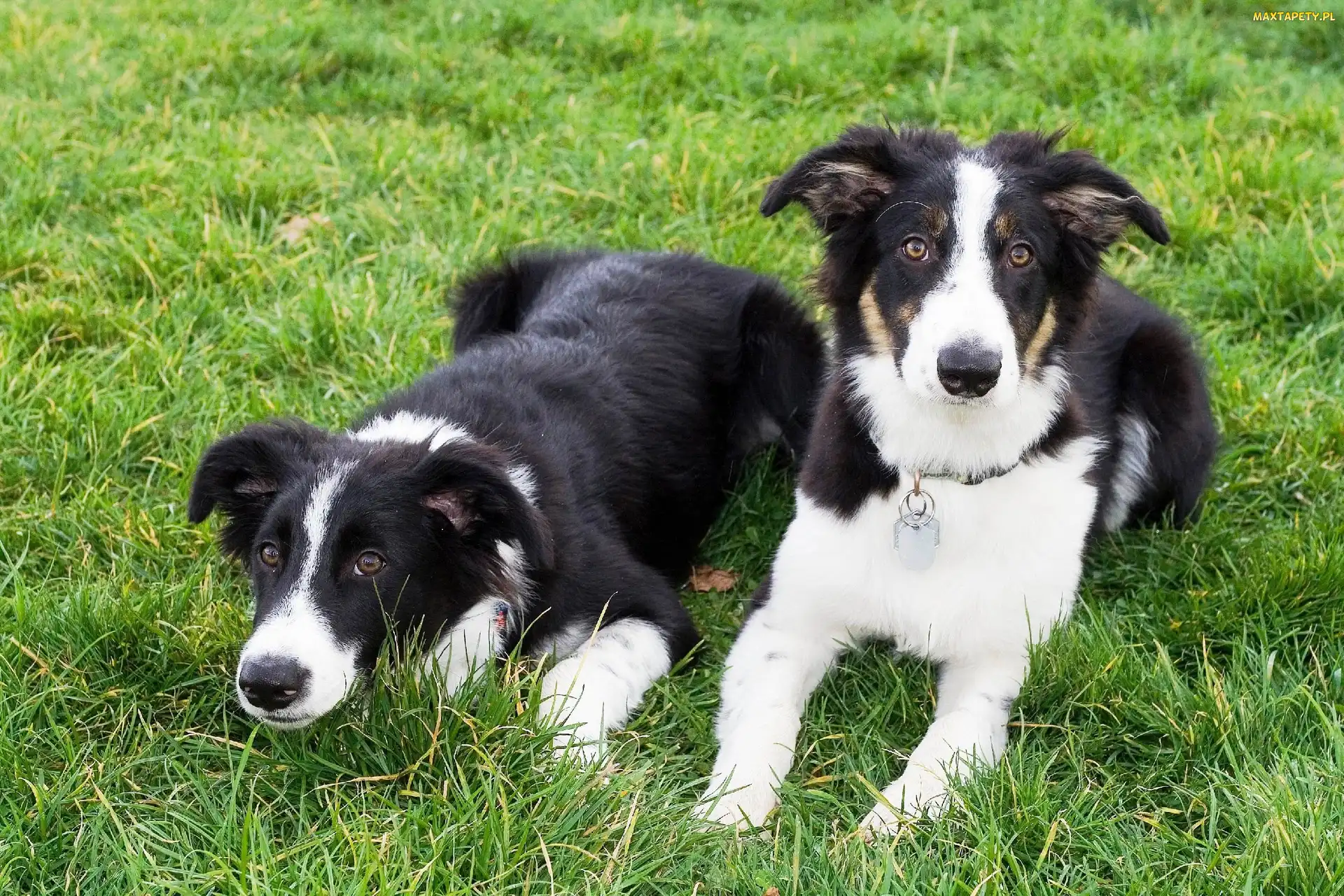 Border Collie, Trawa, Dwa