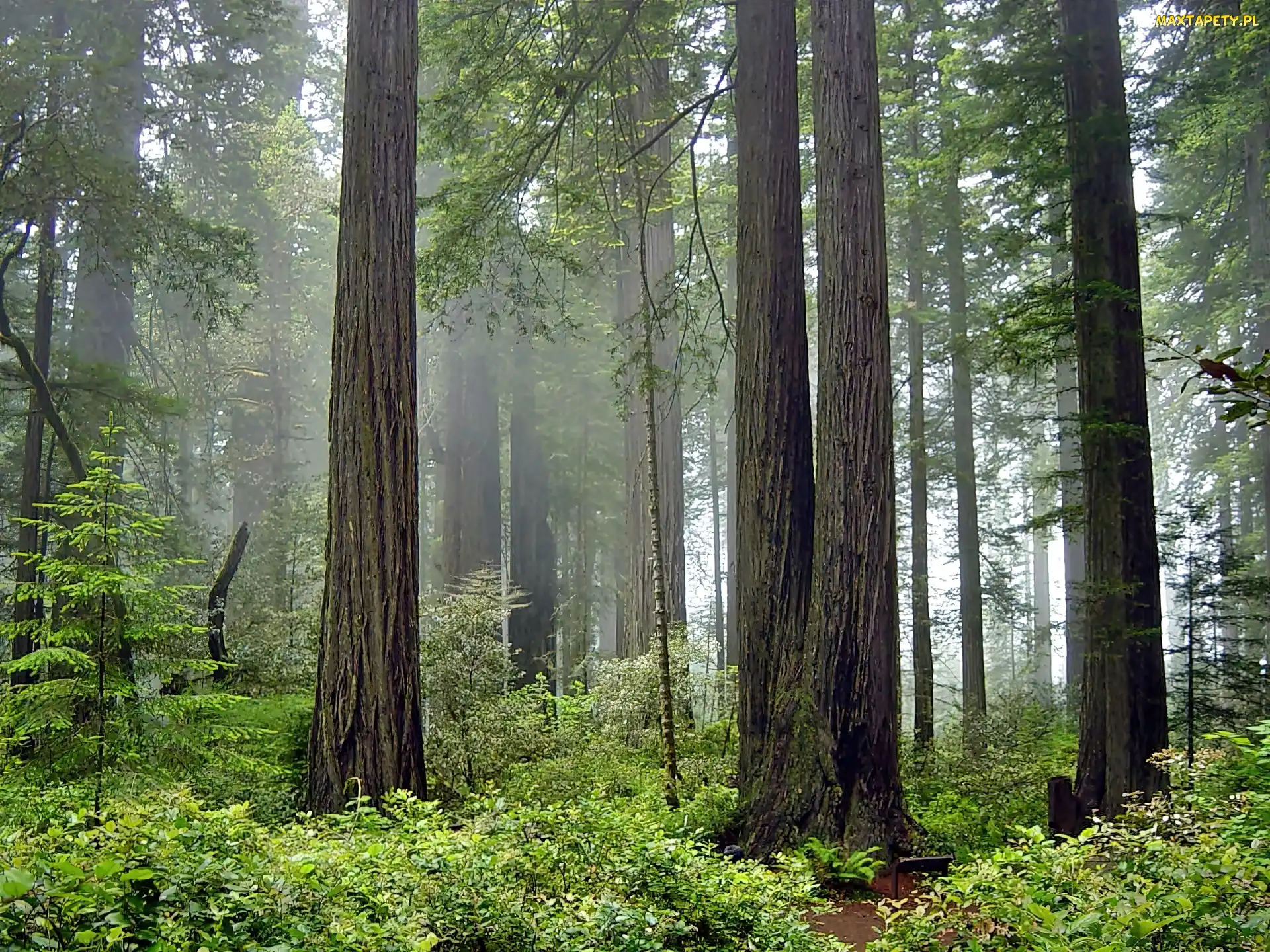 Stan Kalifornia, Mgła, Las, Park Narodowy Redwood, Stany Zjednoczone