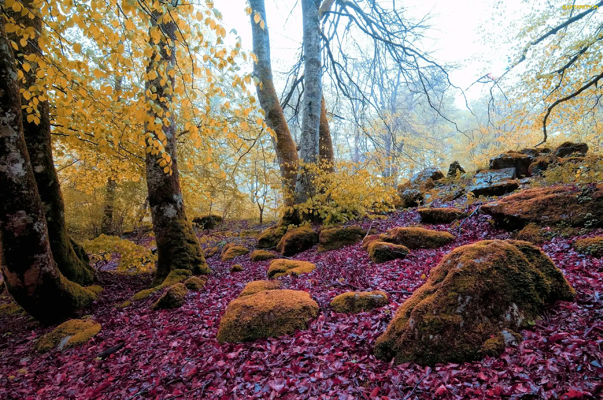 Jesień, Liście, Omszone, Kamienie, Las